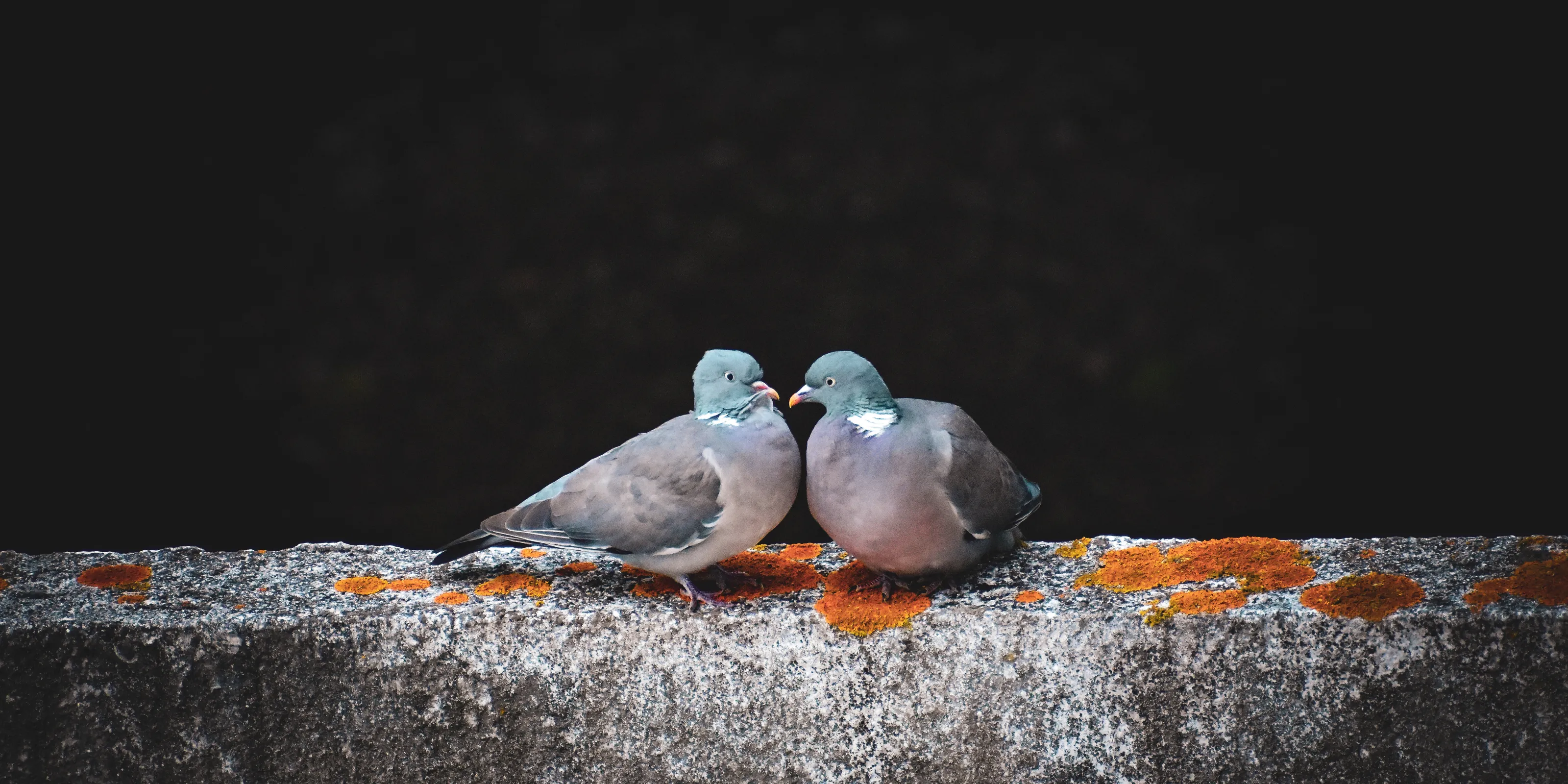 two loving birds