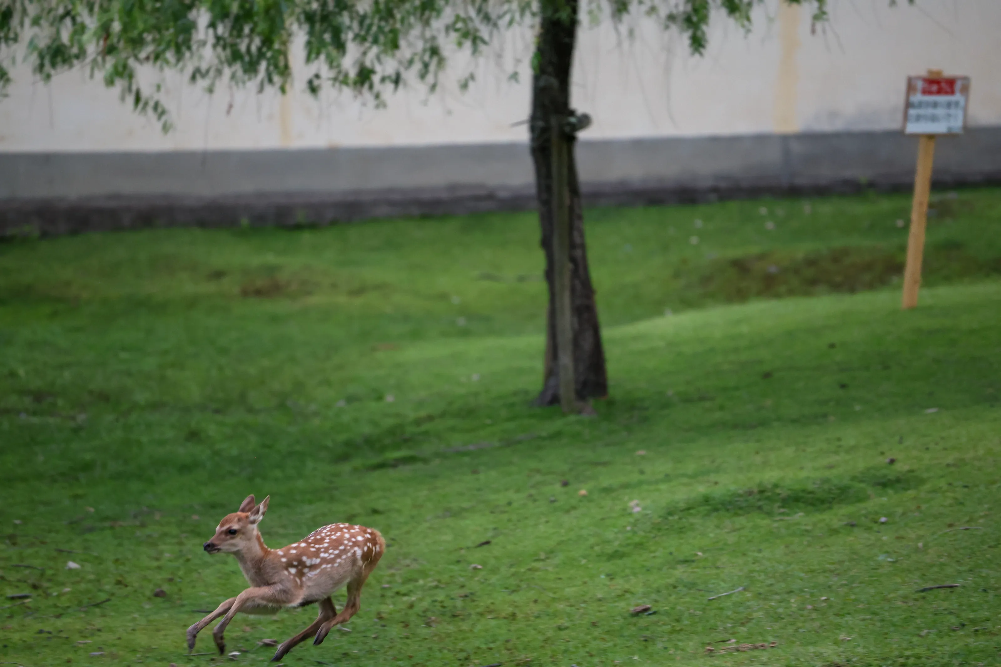 Running Fawn