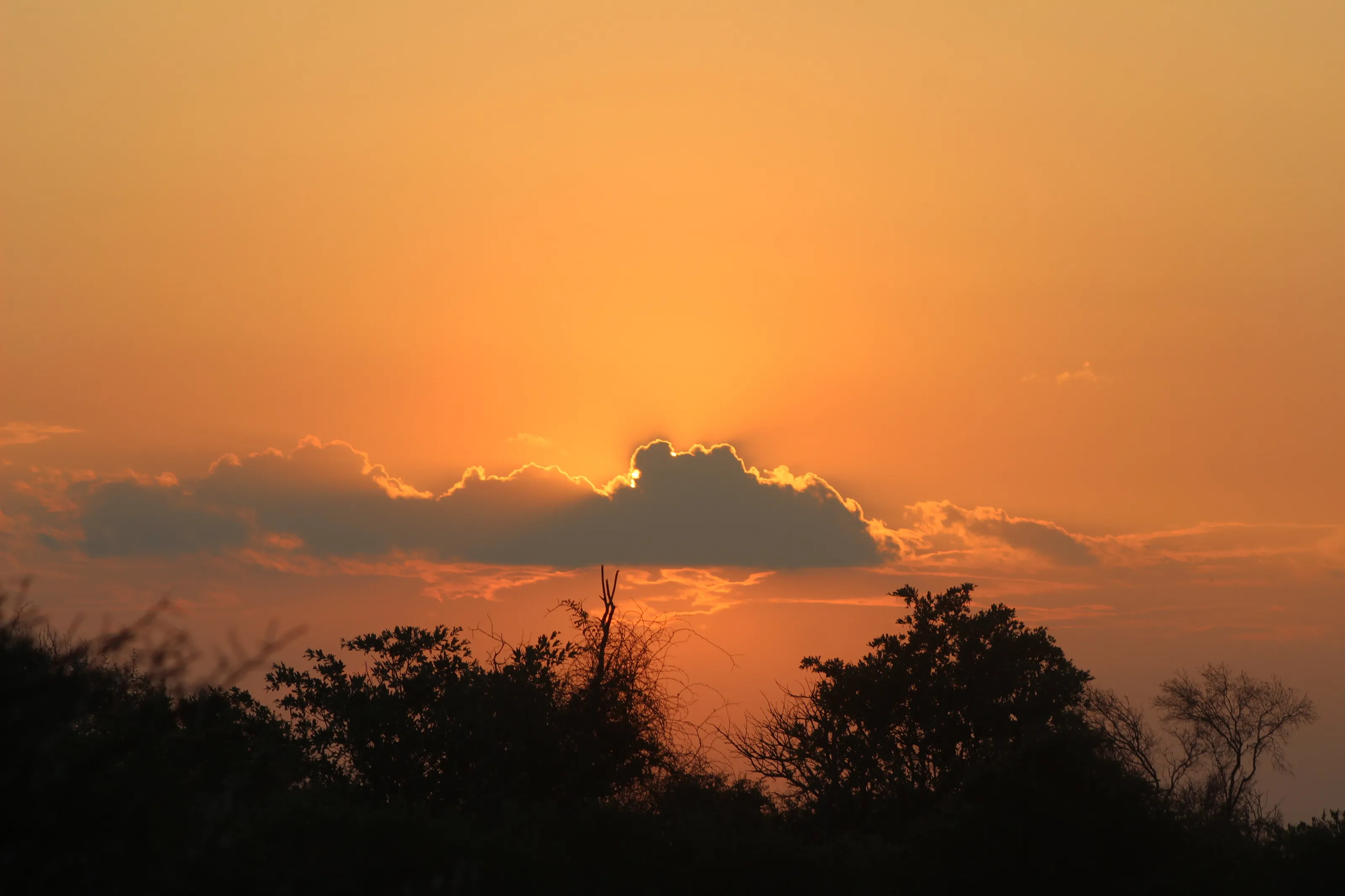 African Sunset