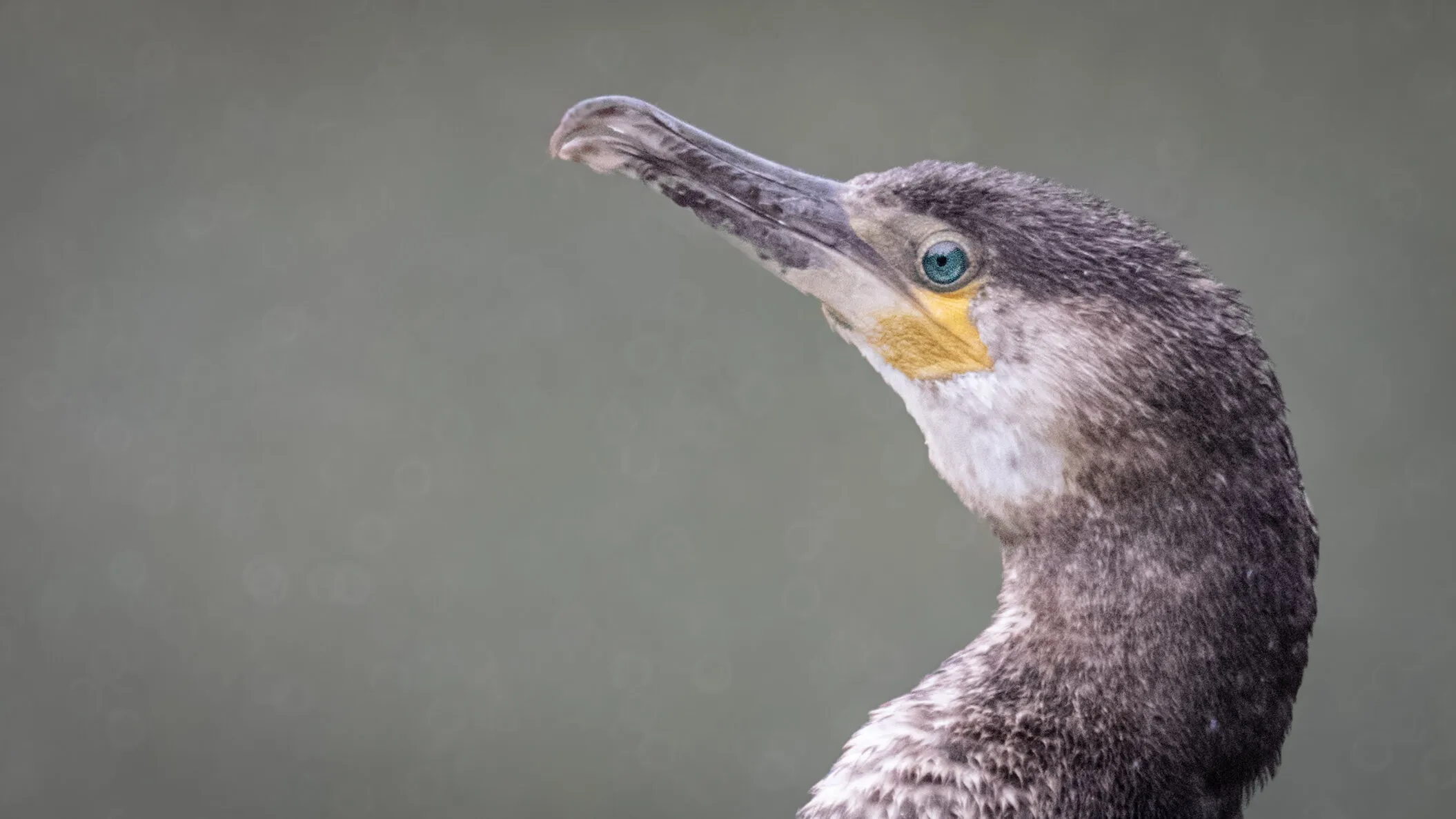 Cormorant