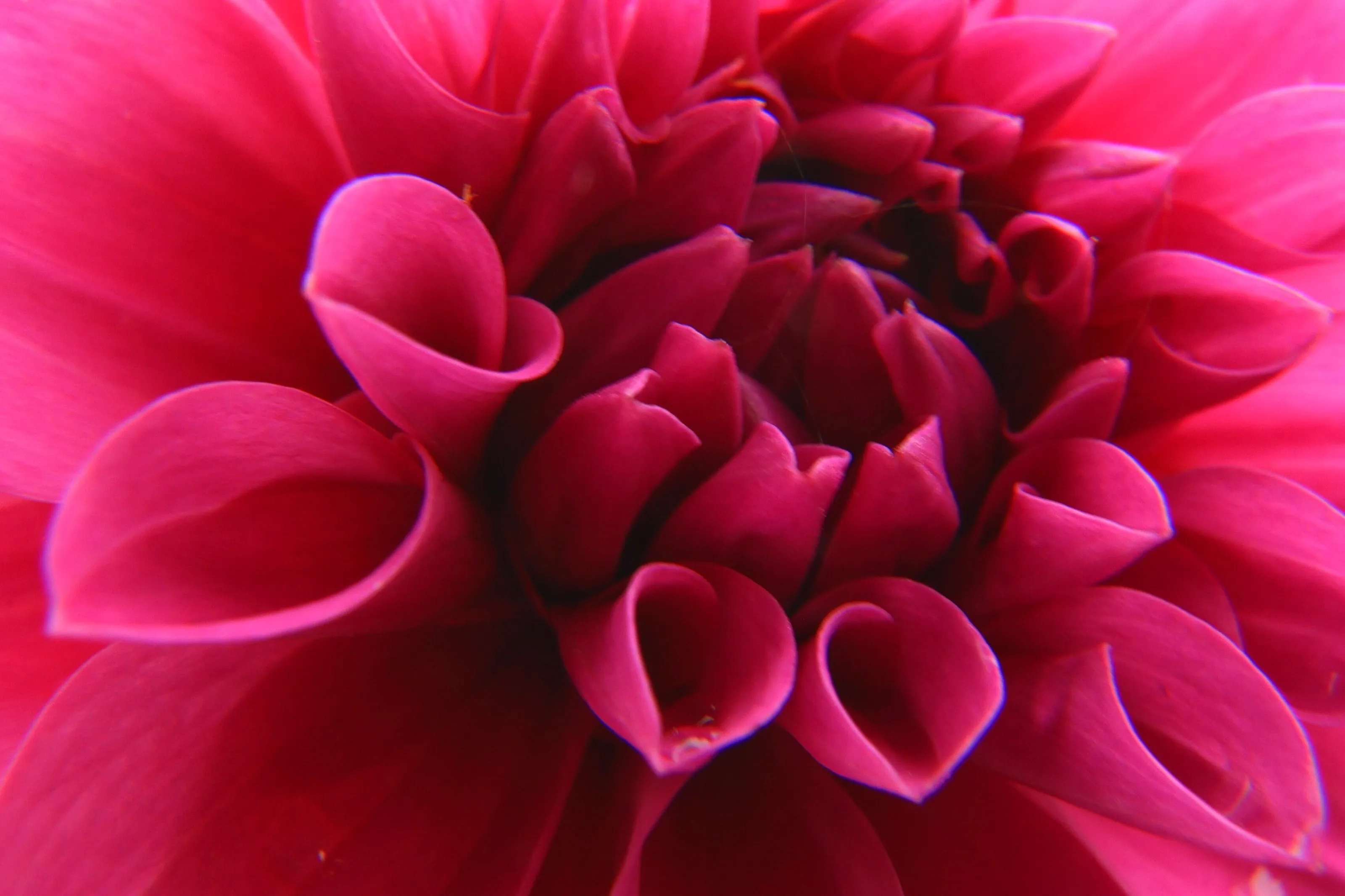 Dahlia Delight
