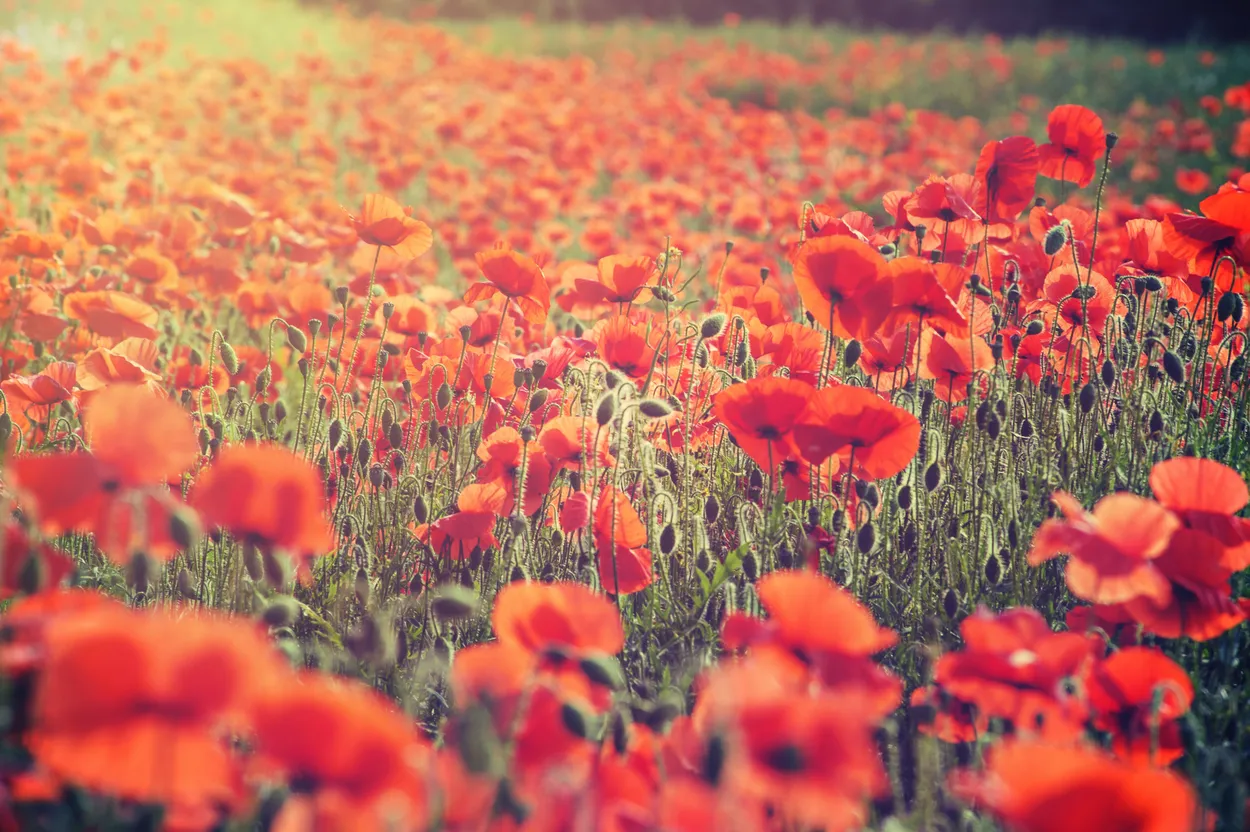 Poppy Love