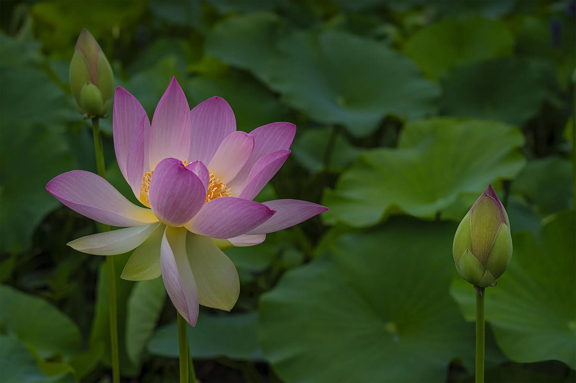 Pink lotus