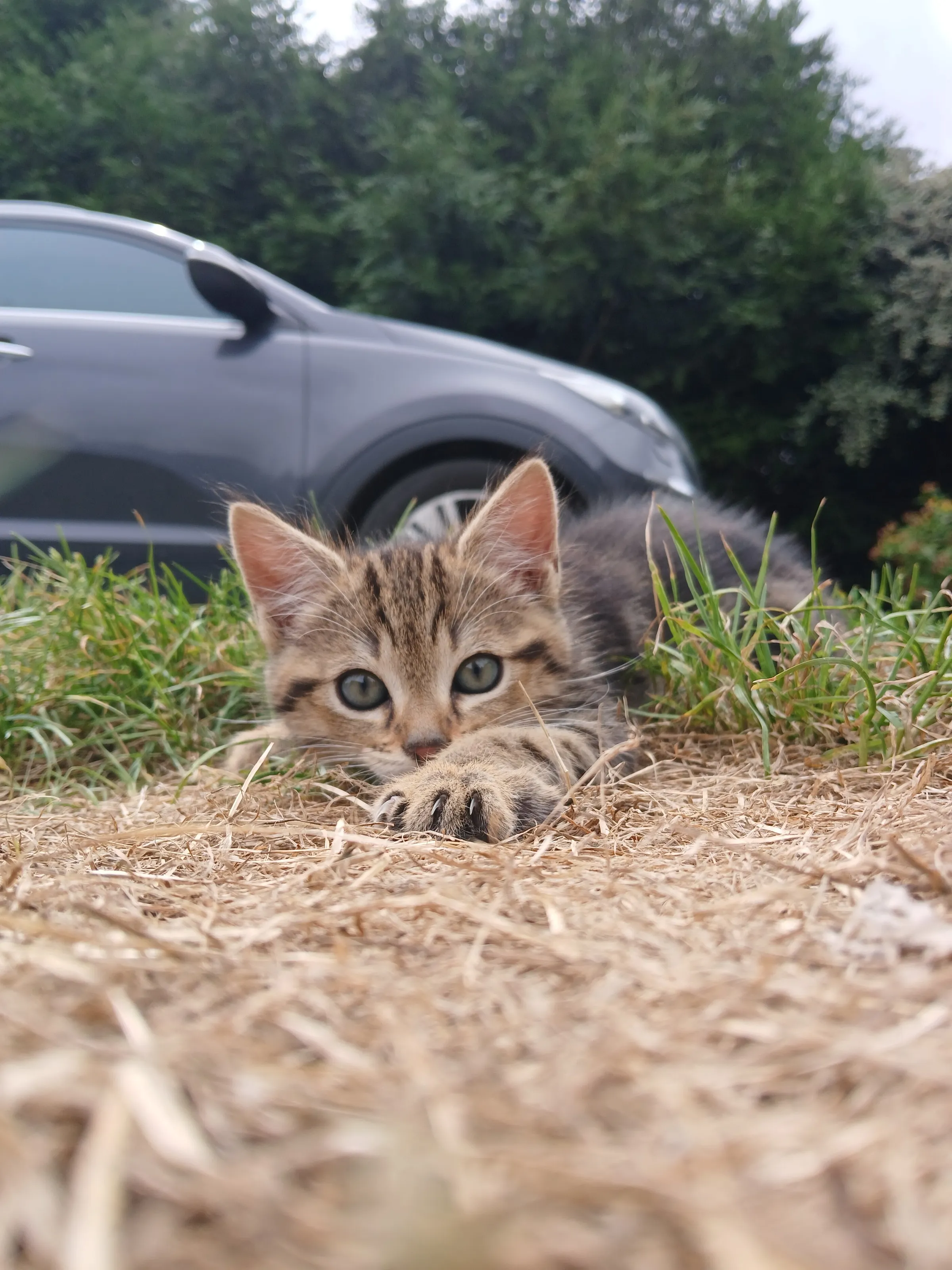 Ready to pounce