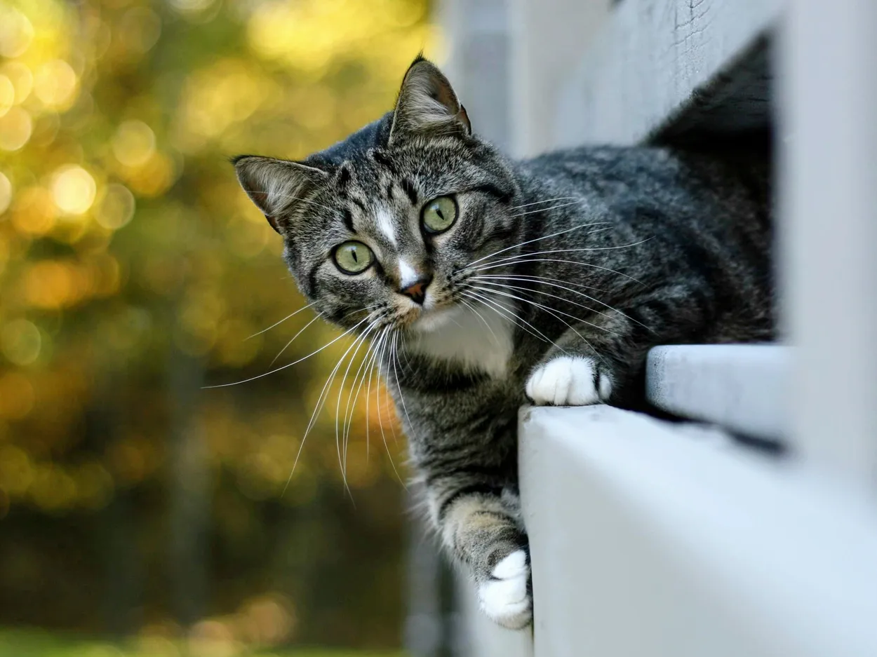 Fall Feline