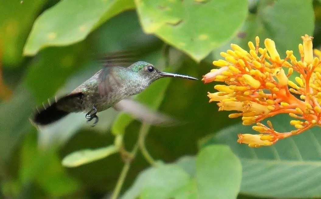Humming bird