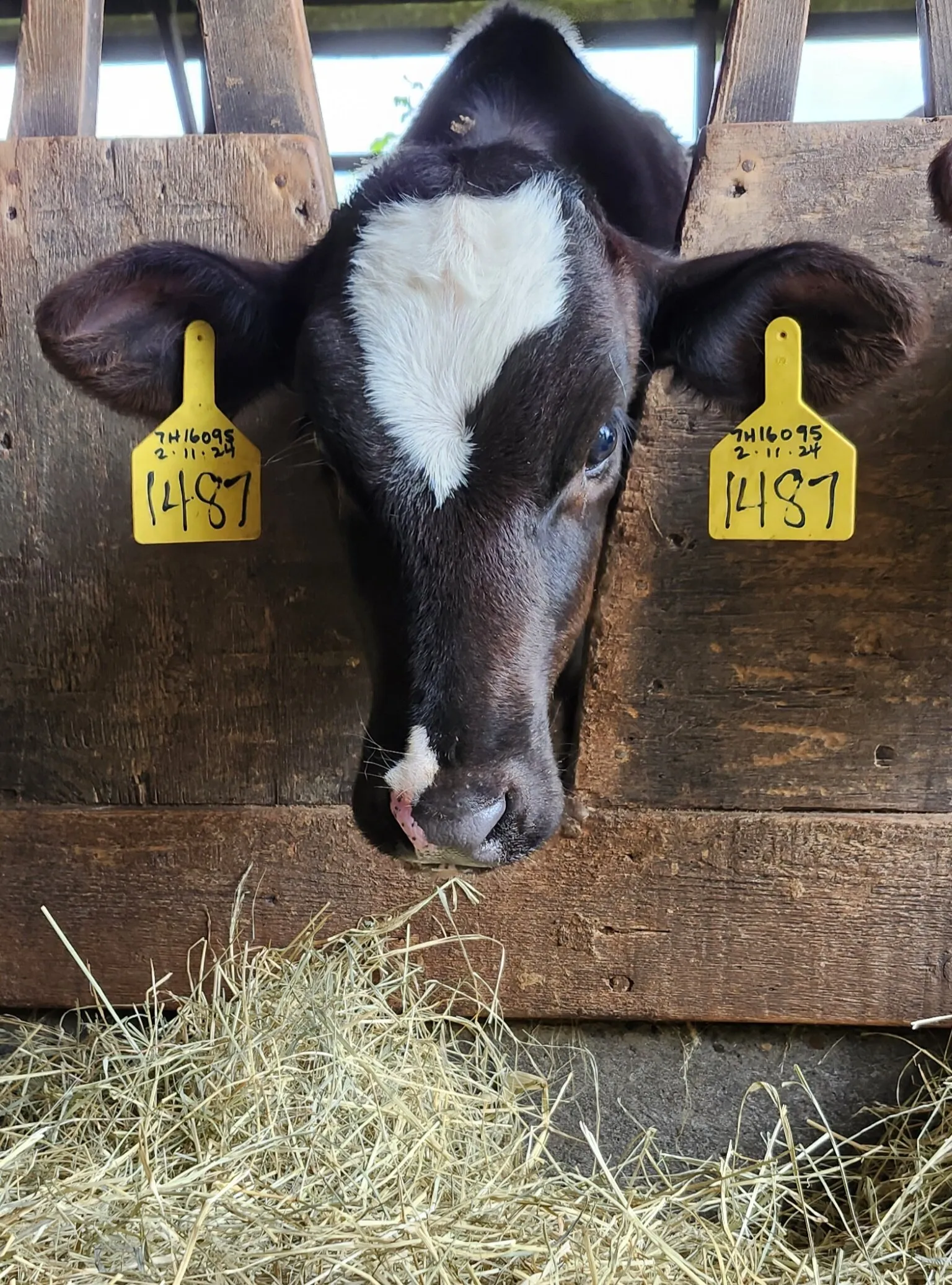 Cute calf on the farm
