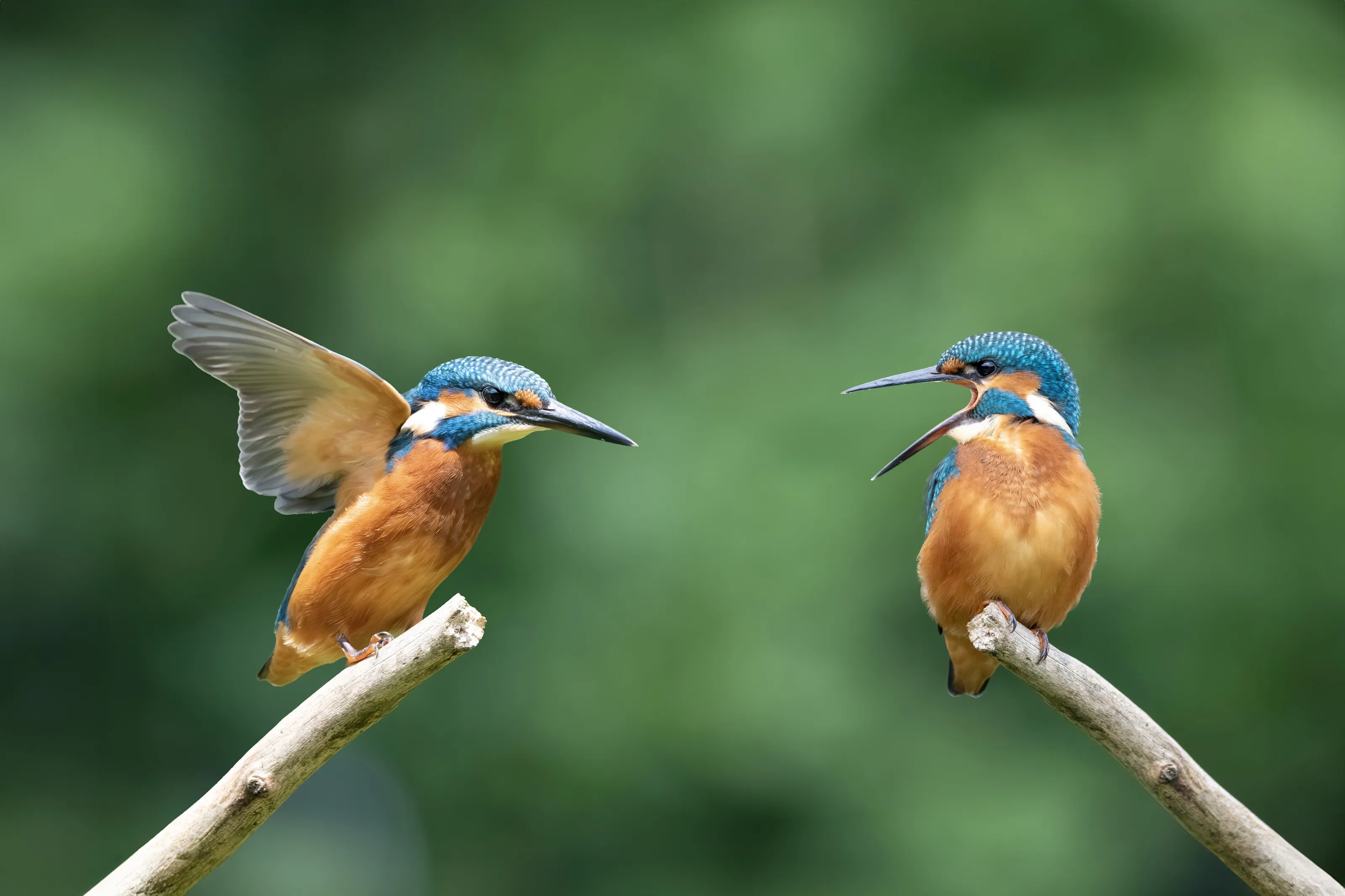 Kingfishers