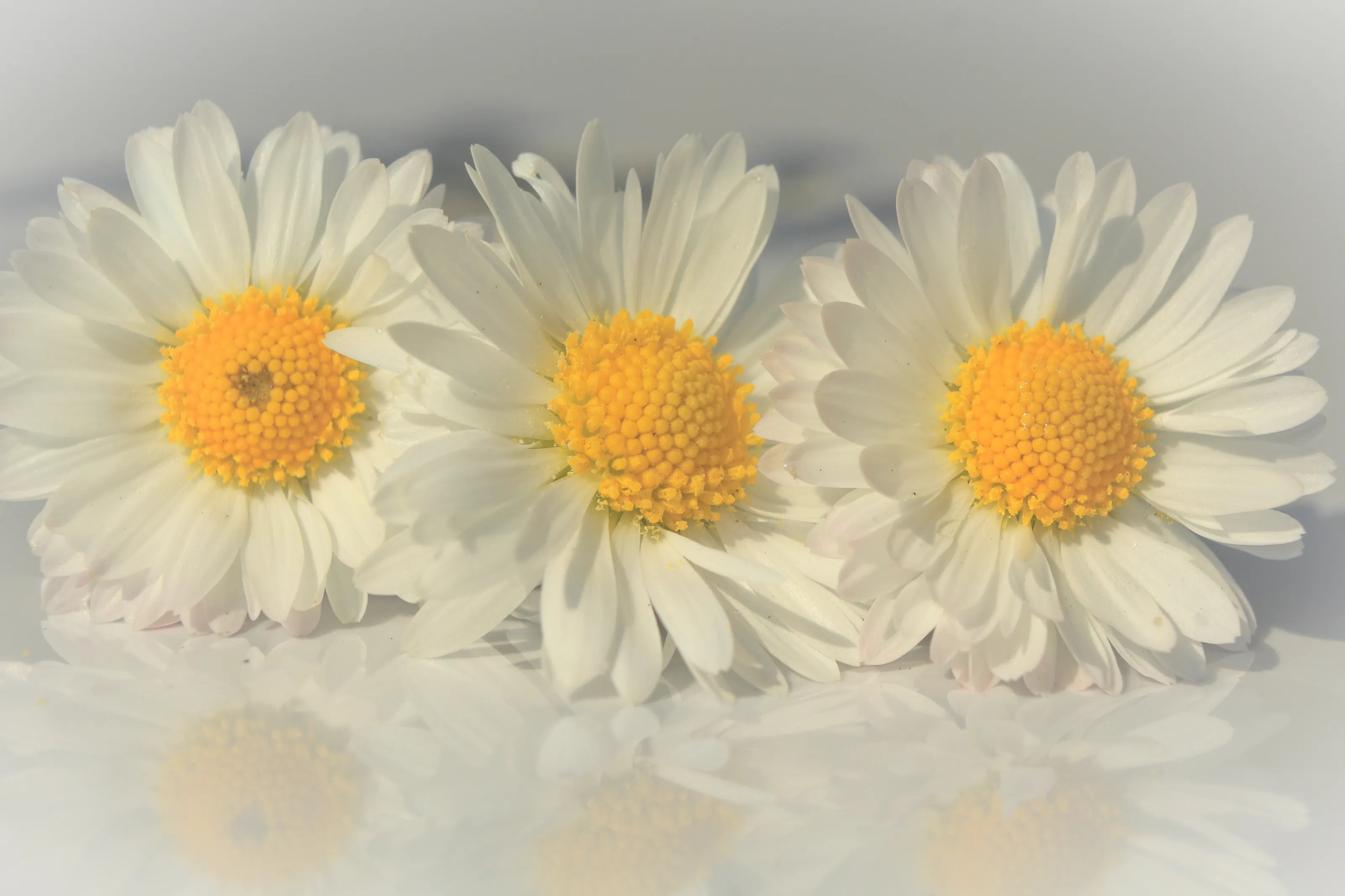 Delicate daisies