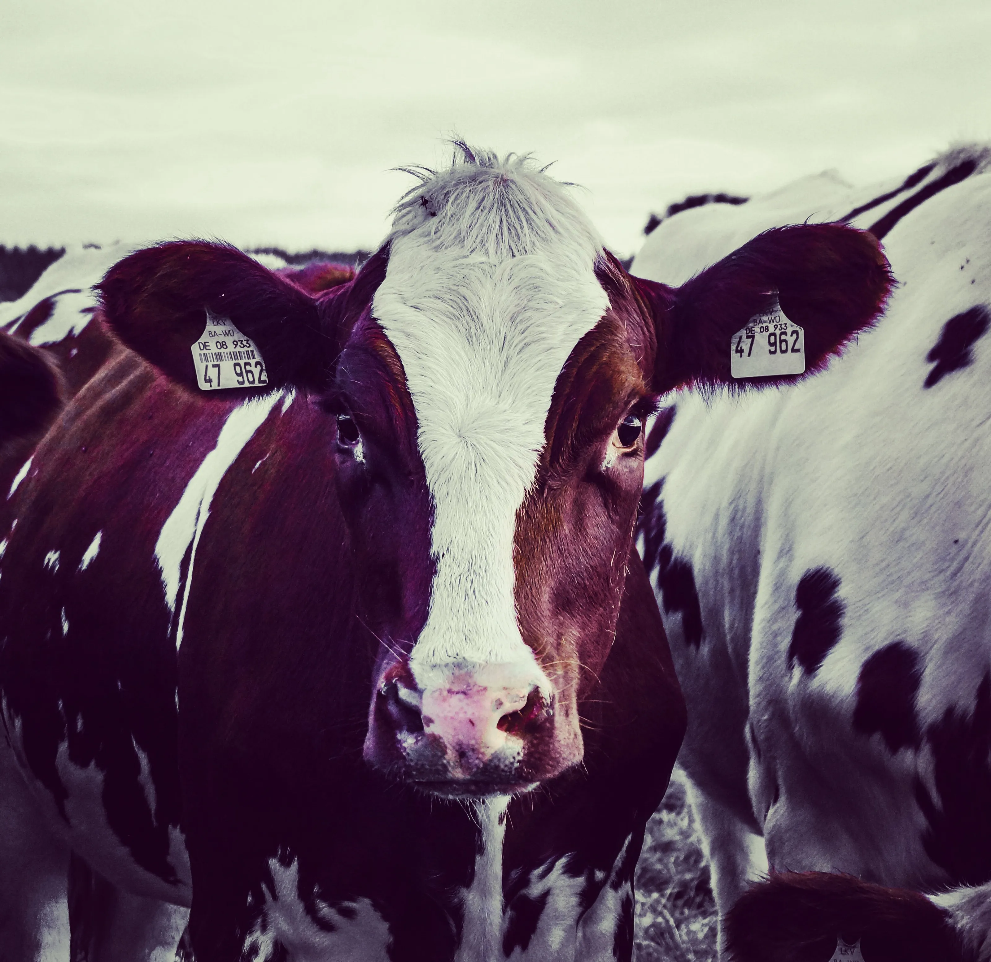 The Cow