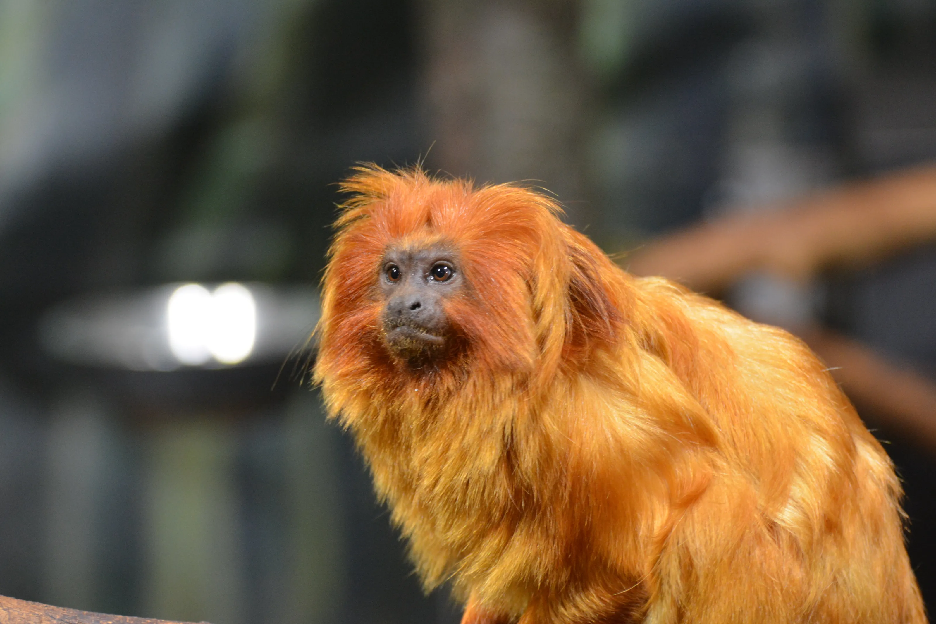 Golden Lion Tamarin