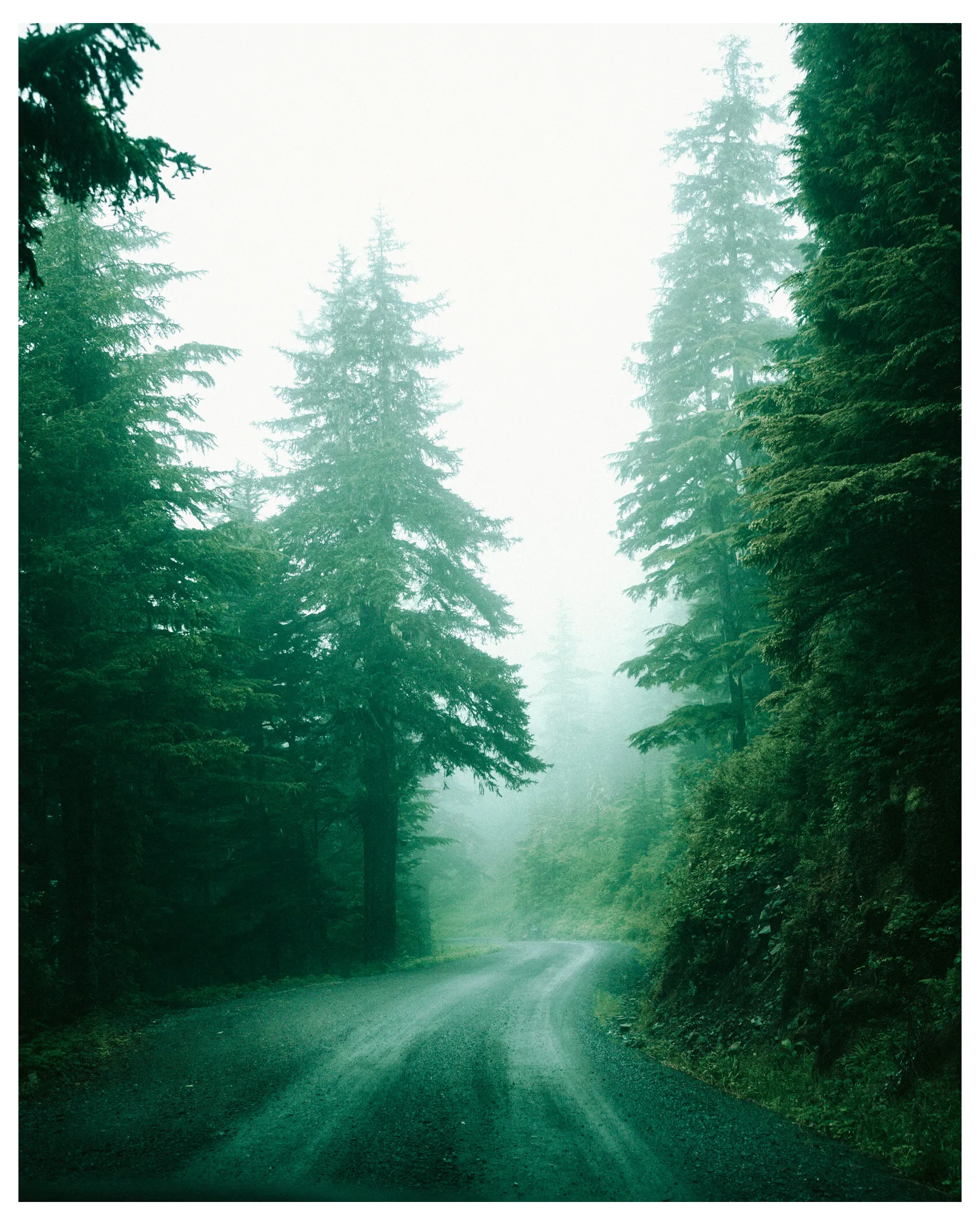 Misty Forest