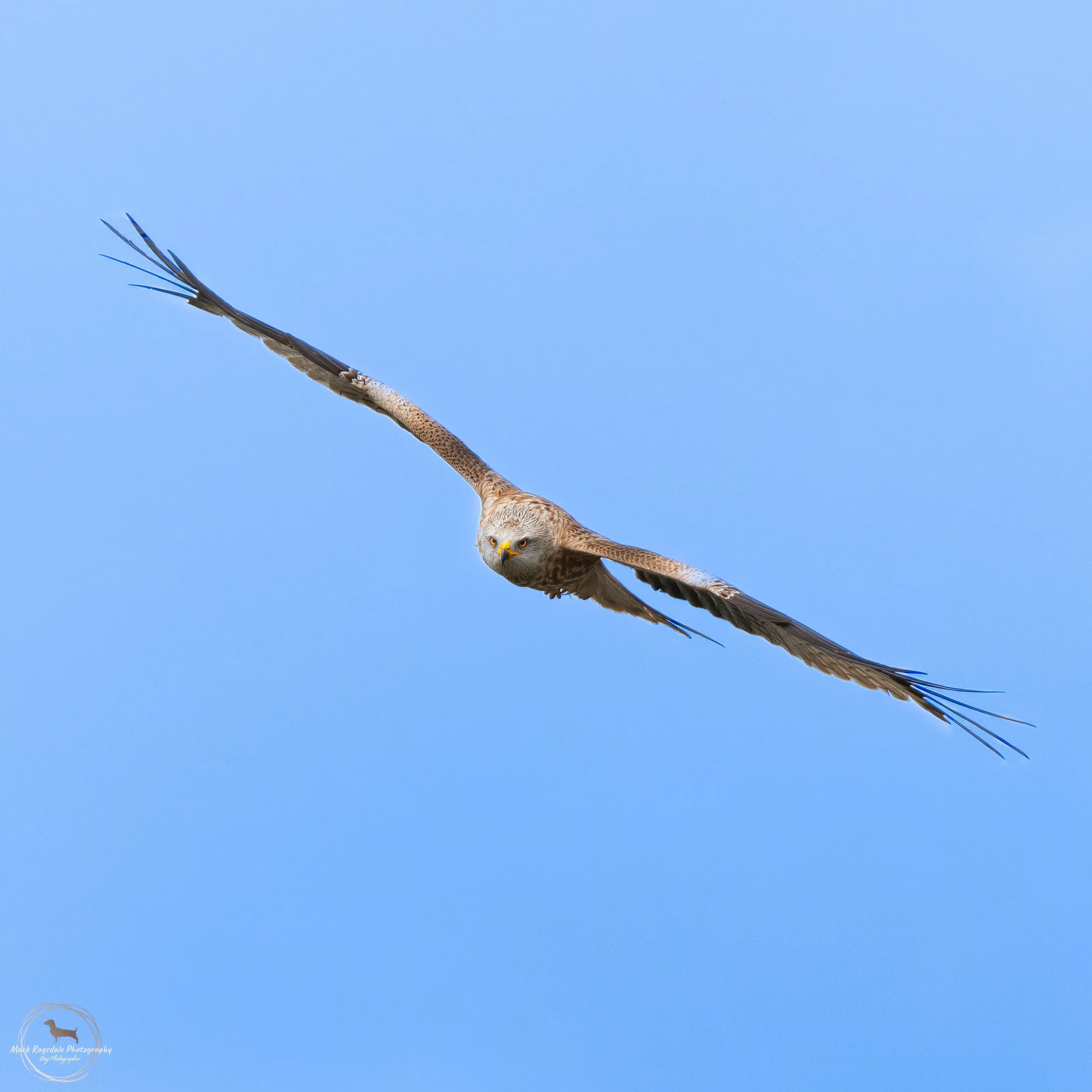 Red kite souring