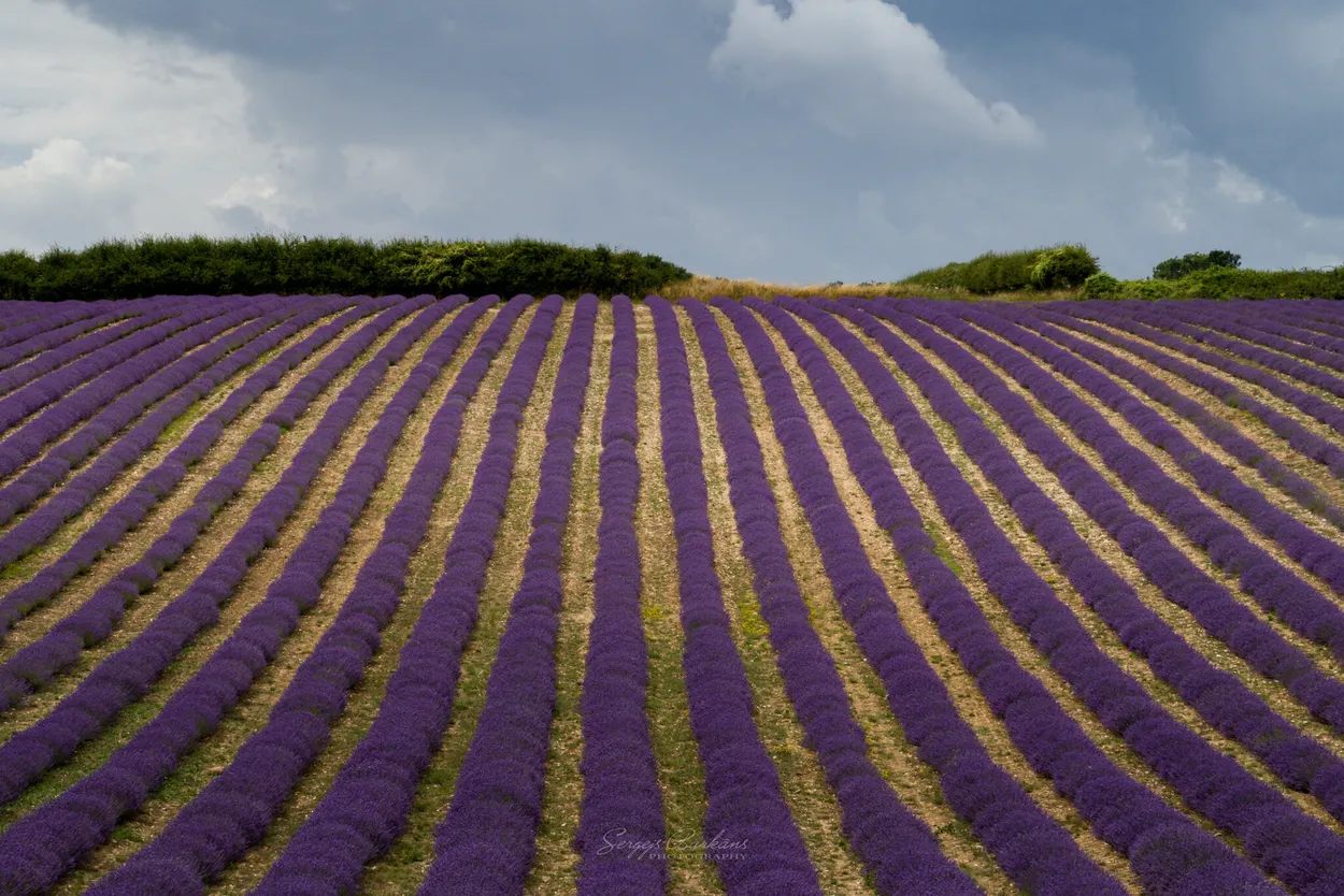 Entry 25023688