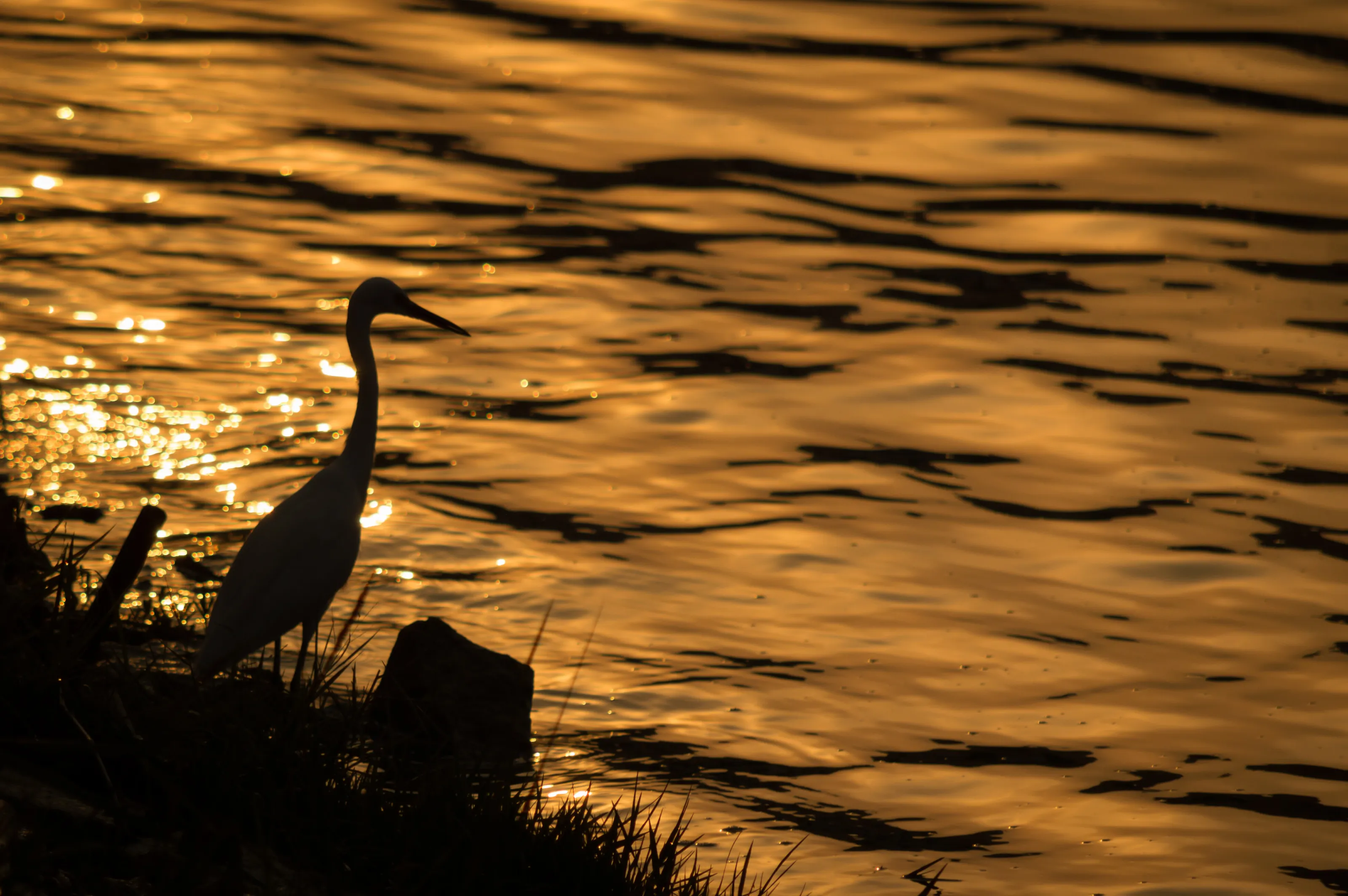 Great Egret
