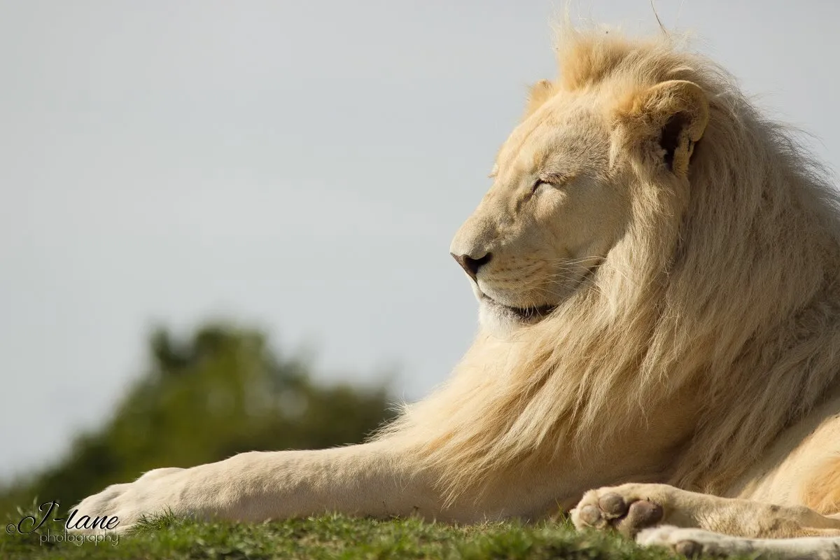 White Lion