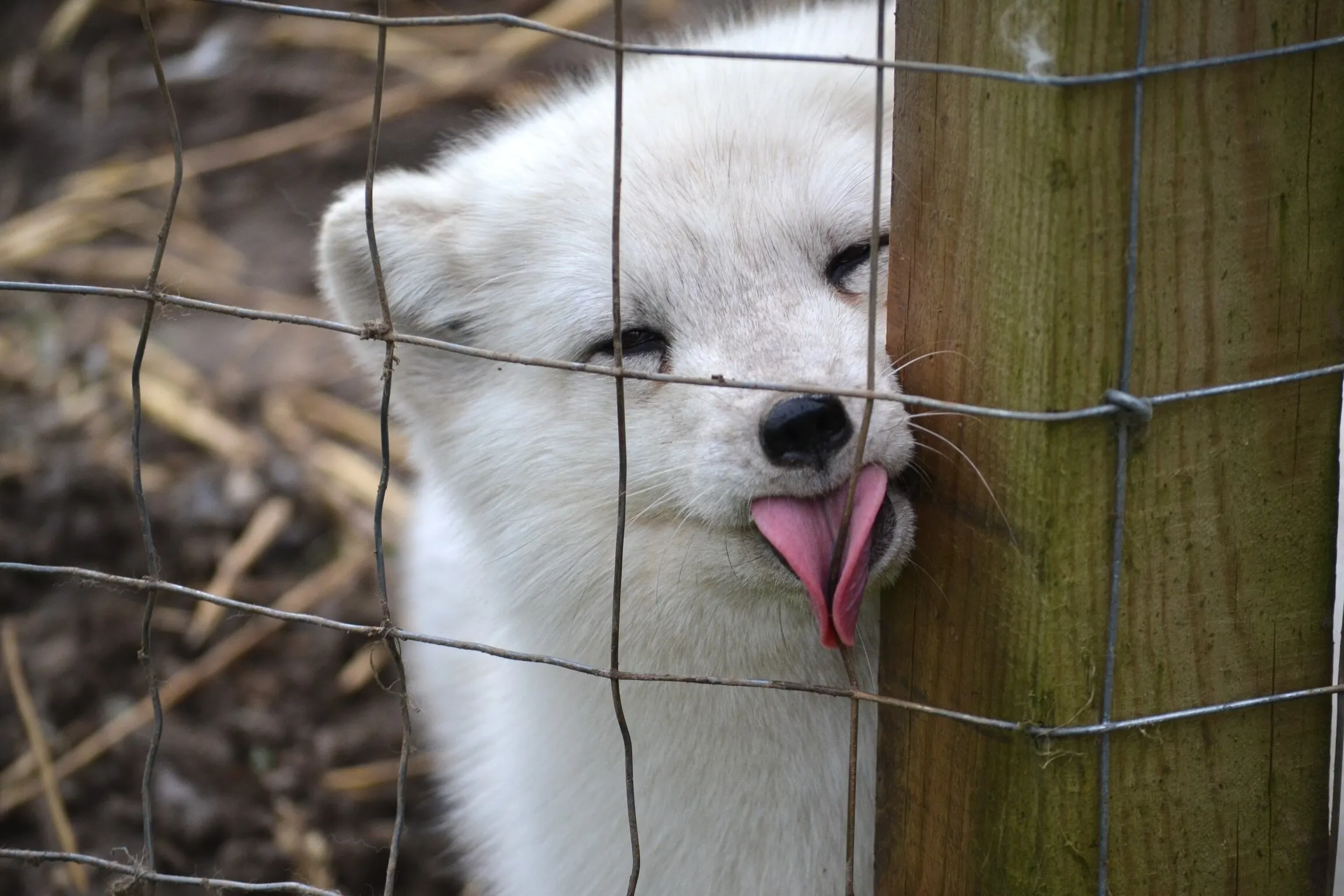 A Cheeky Arctic Fox