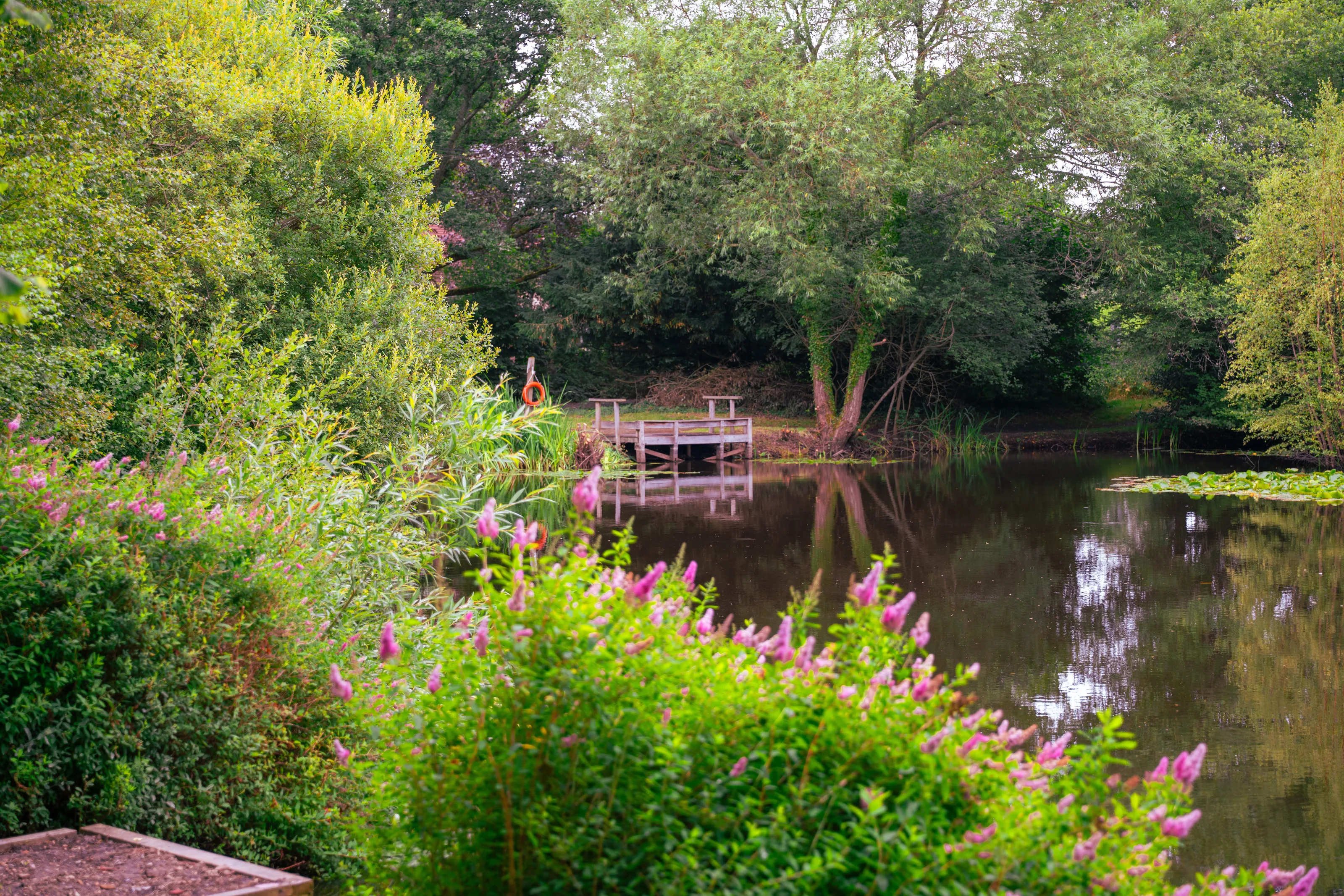 Pink flowers at local pond