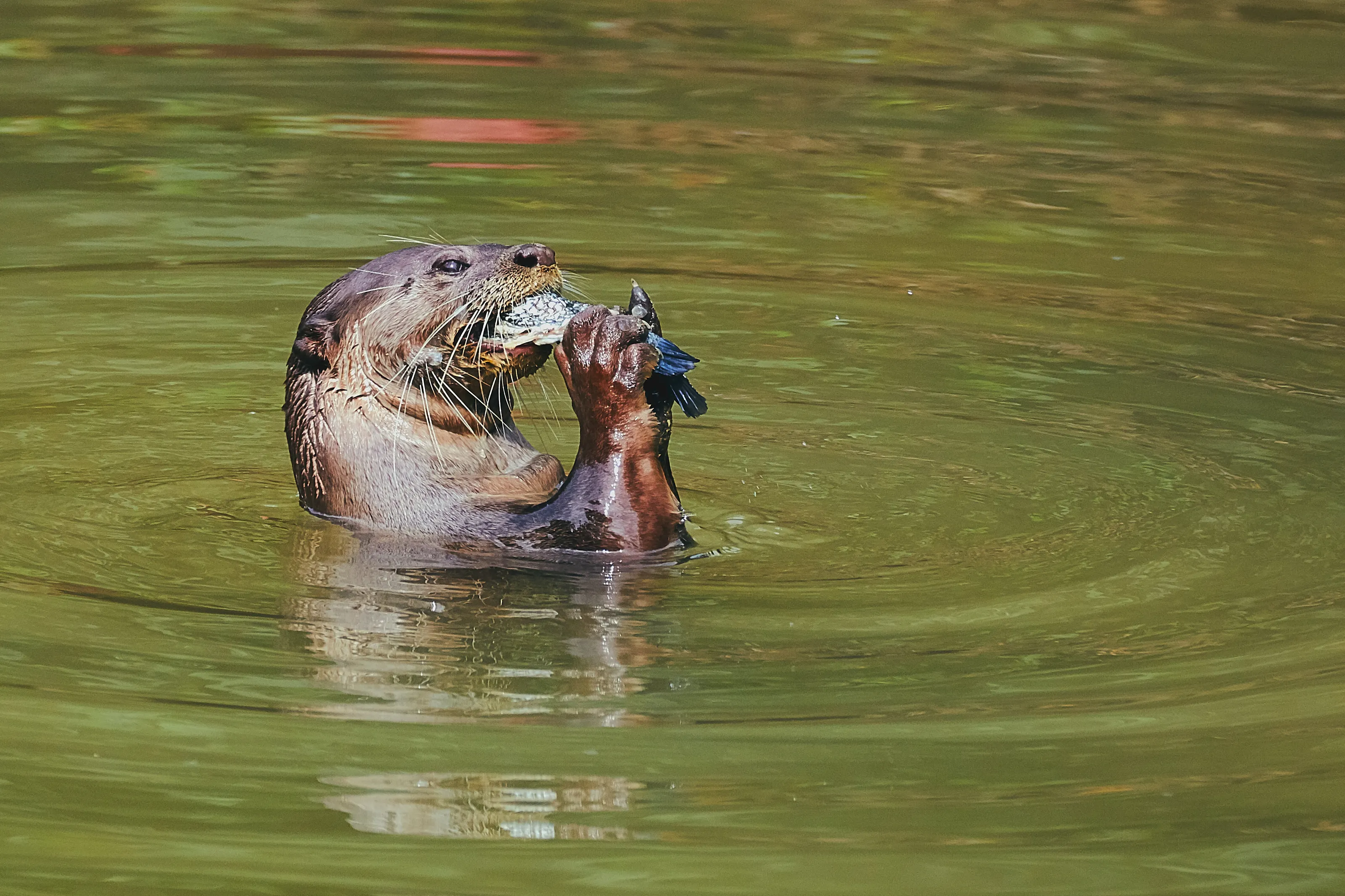 Wild Sea Otter enjoying it's meal