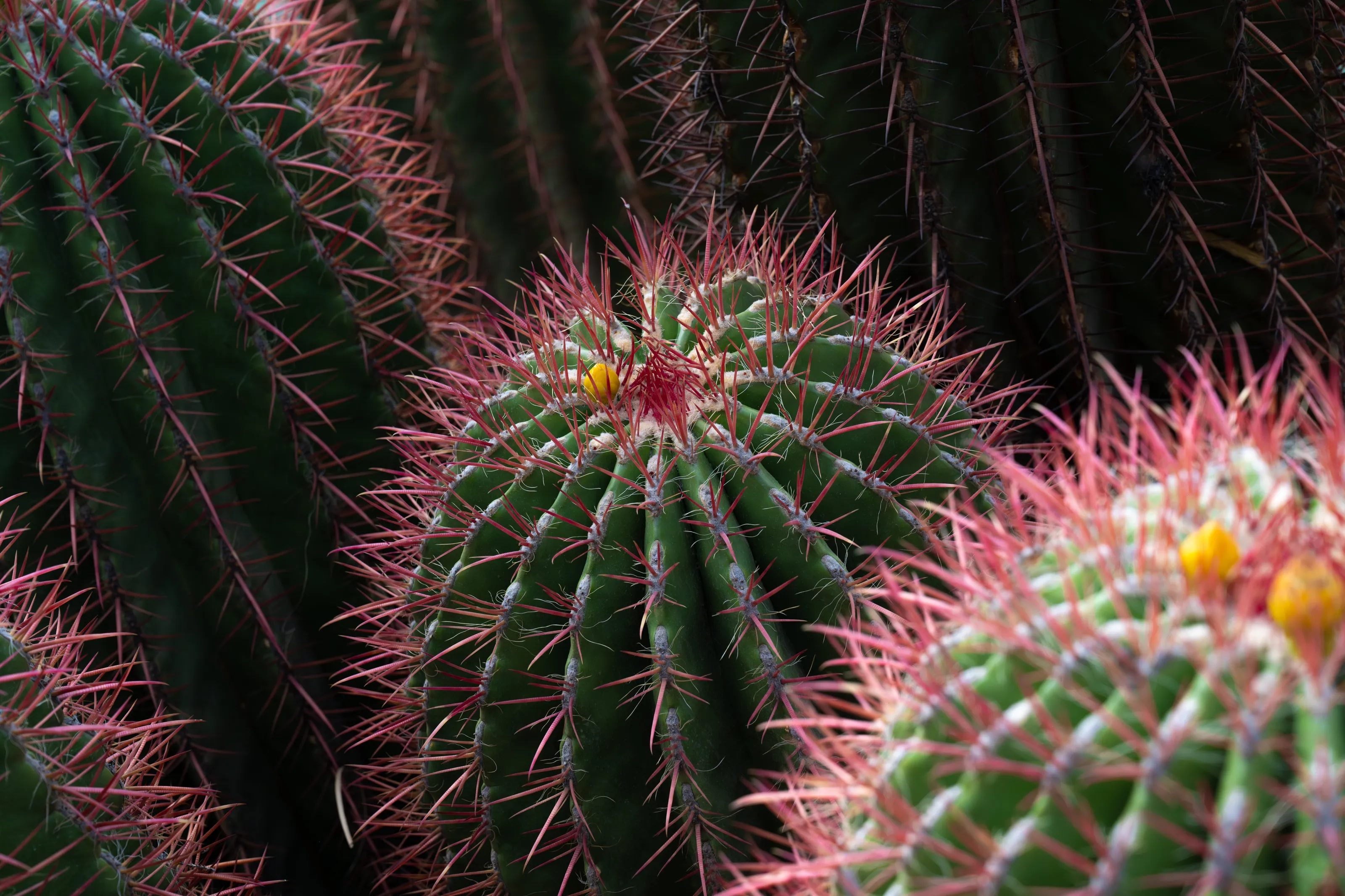 Cactus