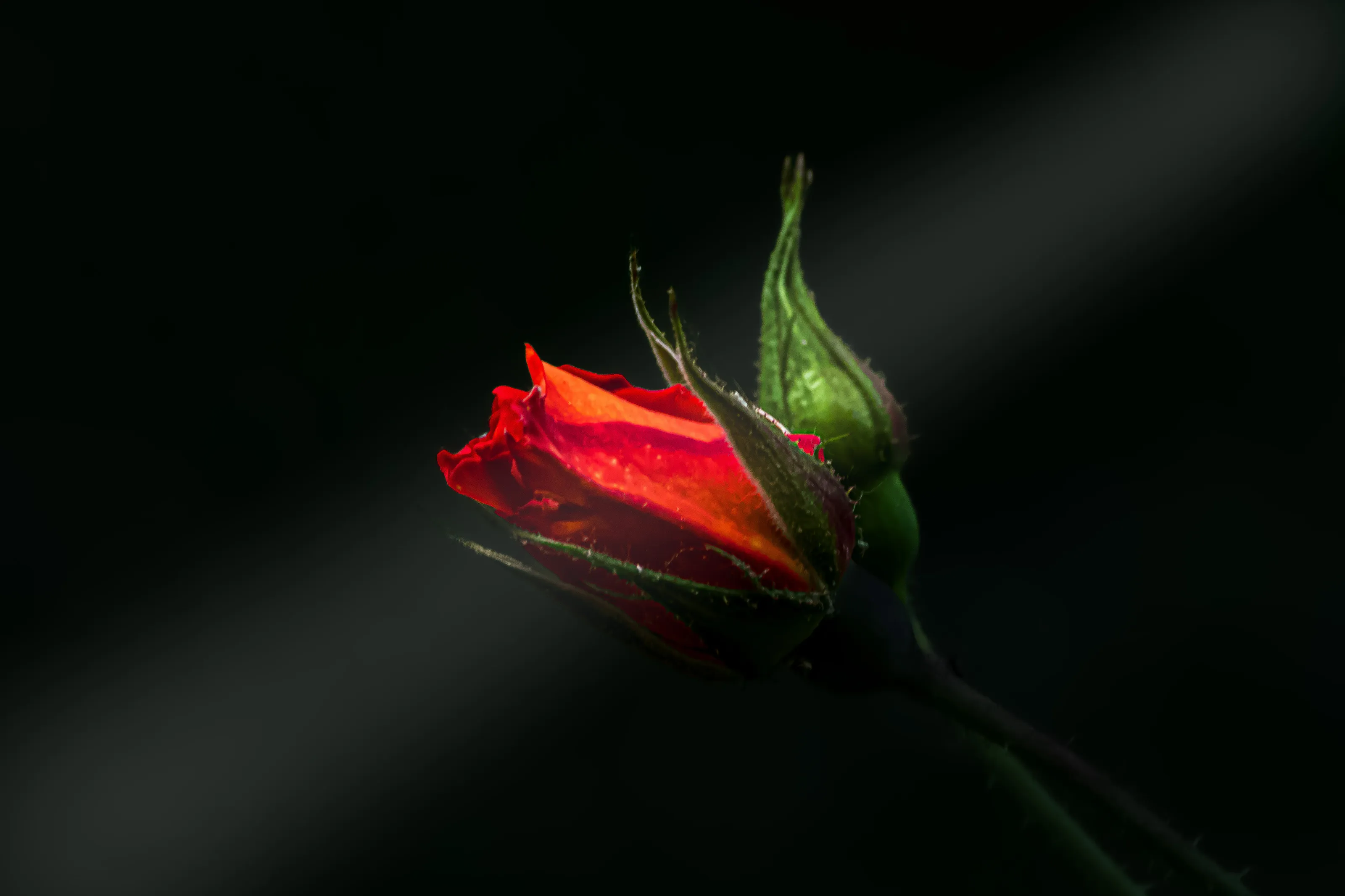 Rose de Lumière