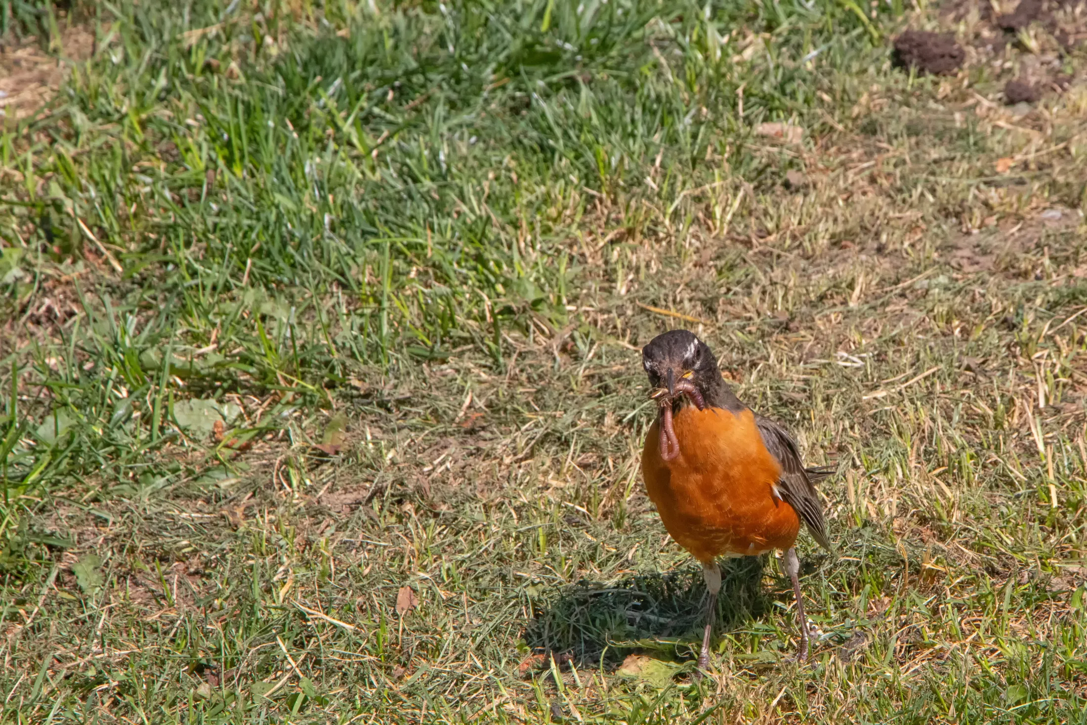 Entry 29269504