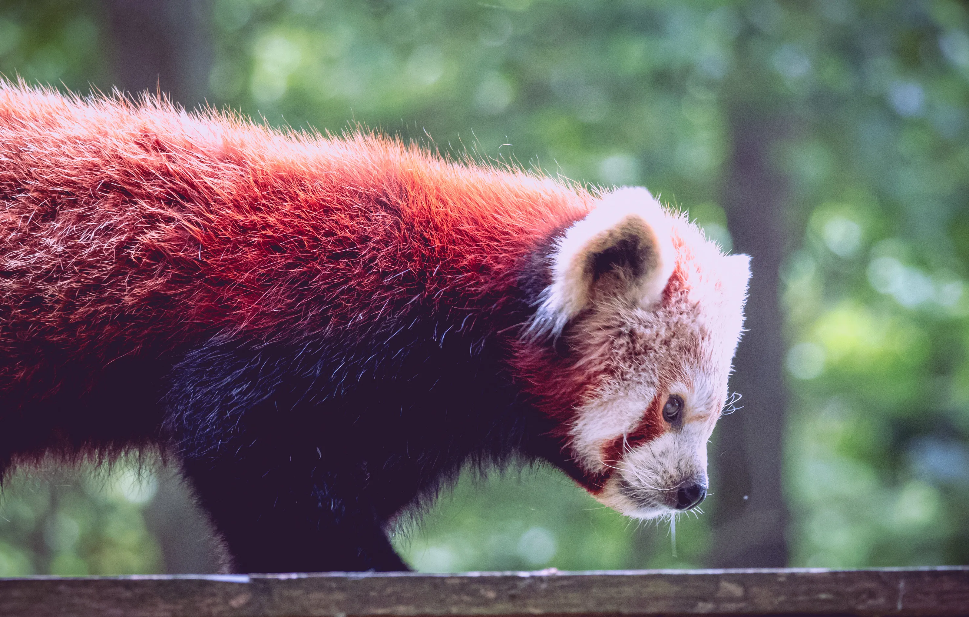 Red Panda