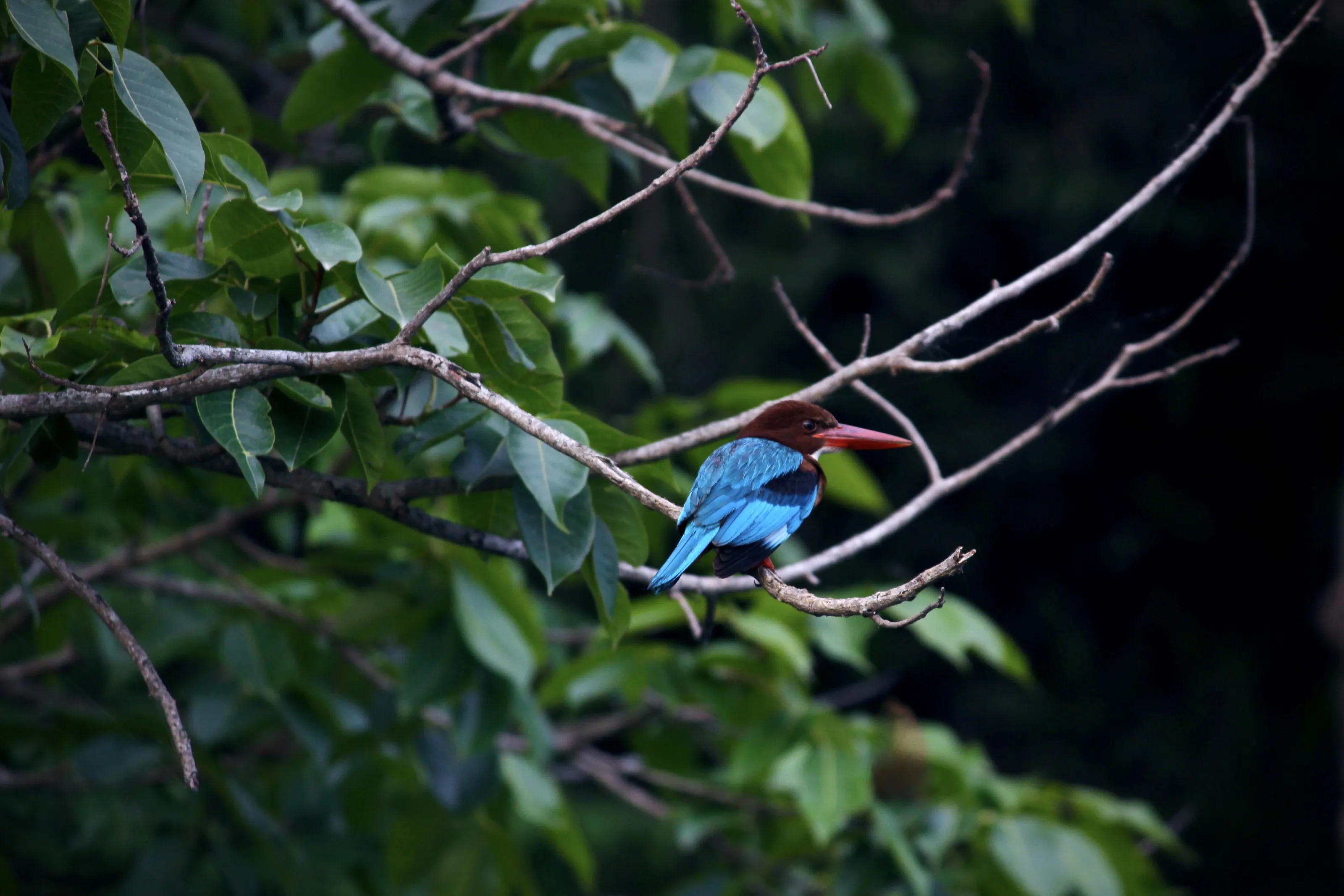 Kingfisher