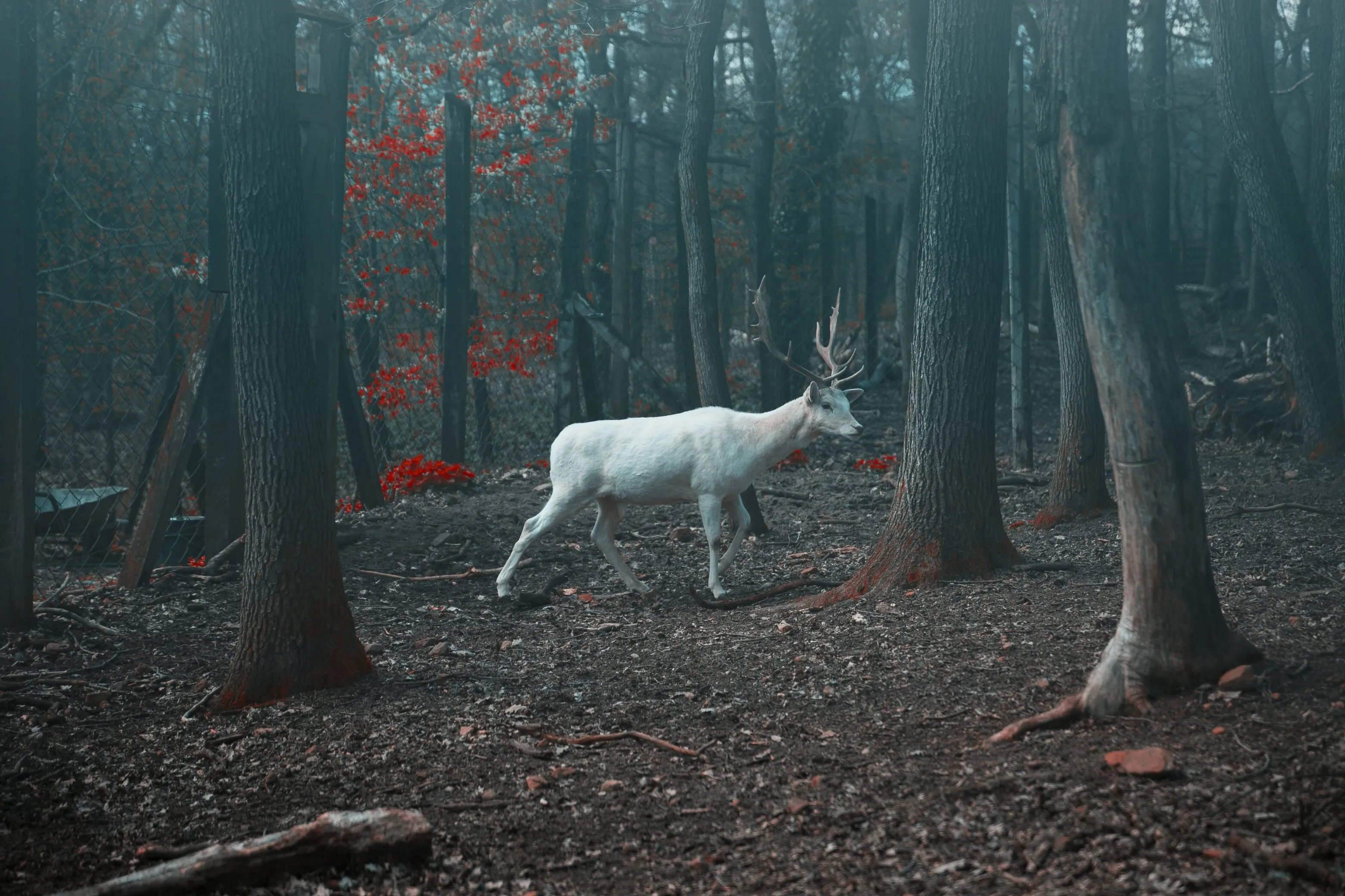 King of the magic forest