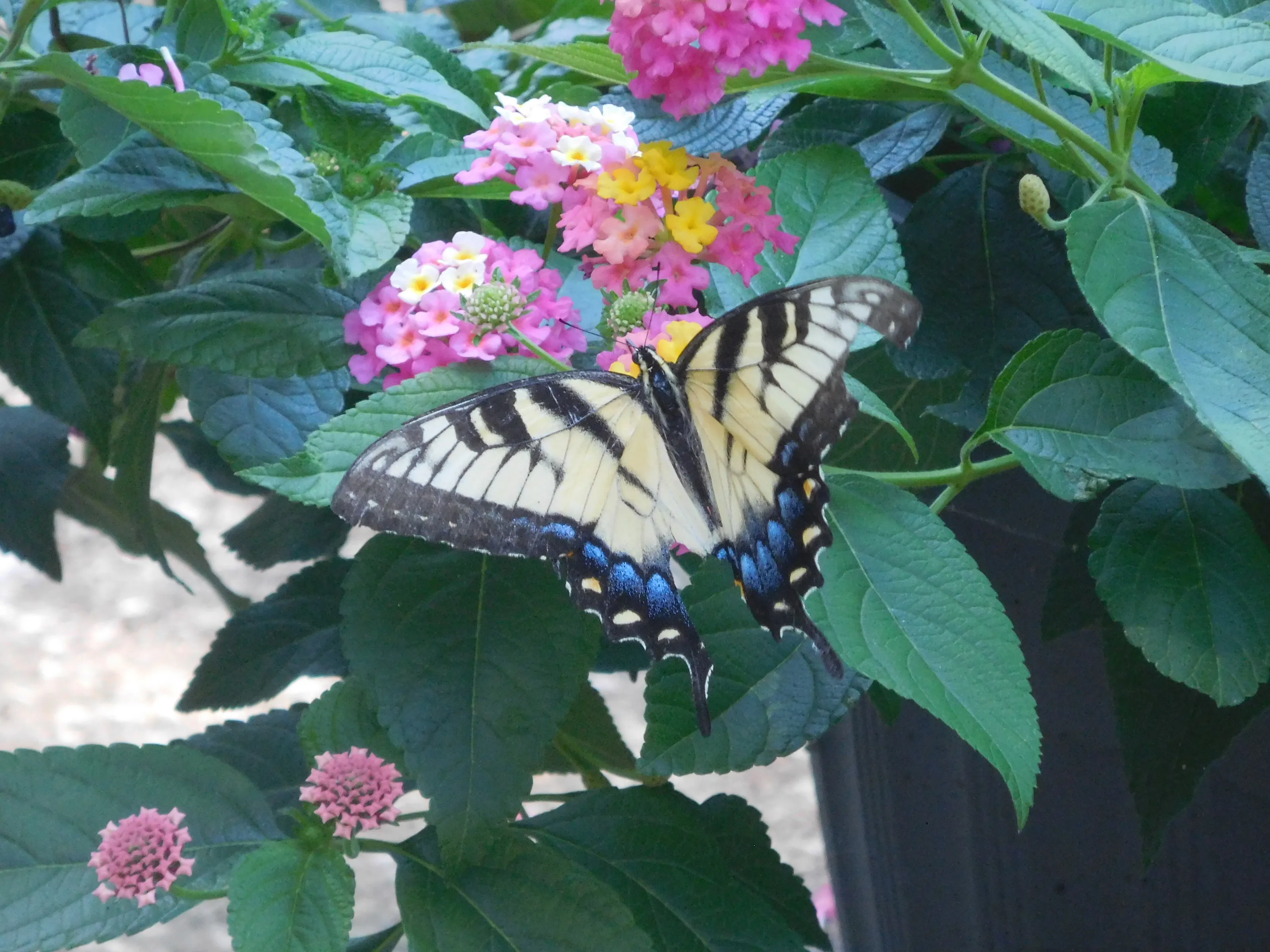 Tiger Swallowtail Butterfly with Flowers
