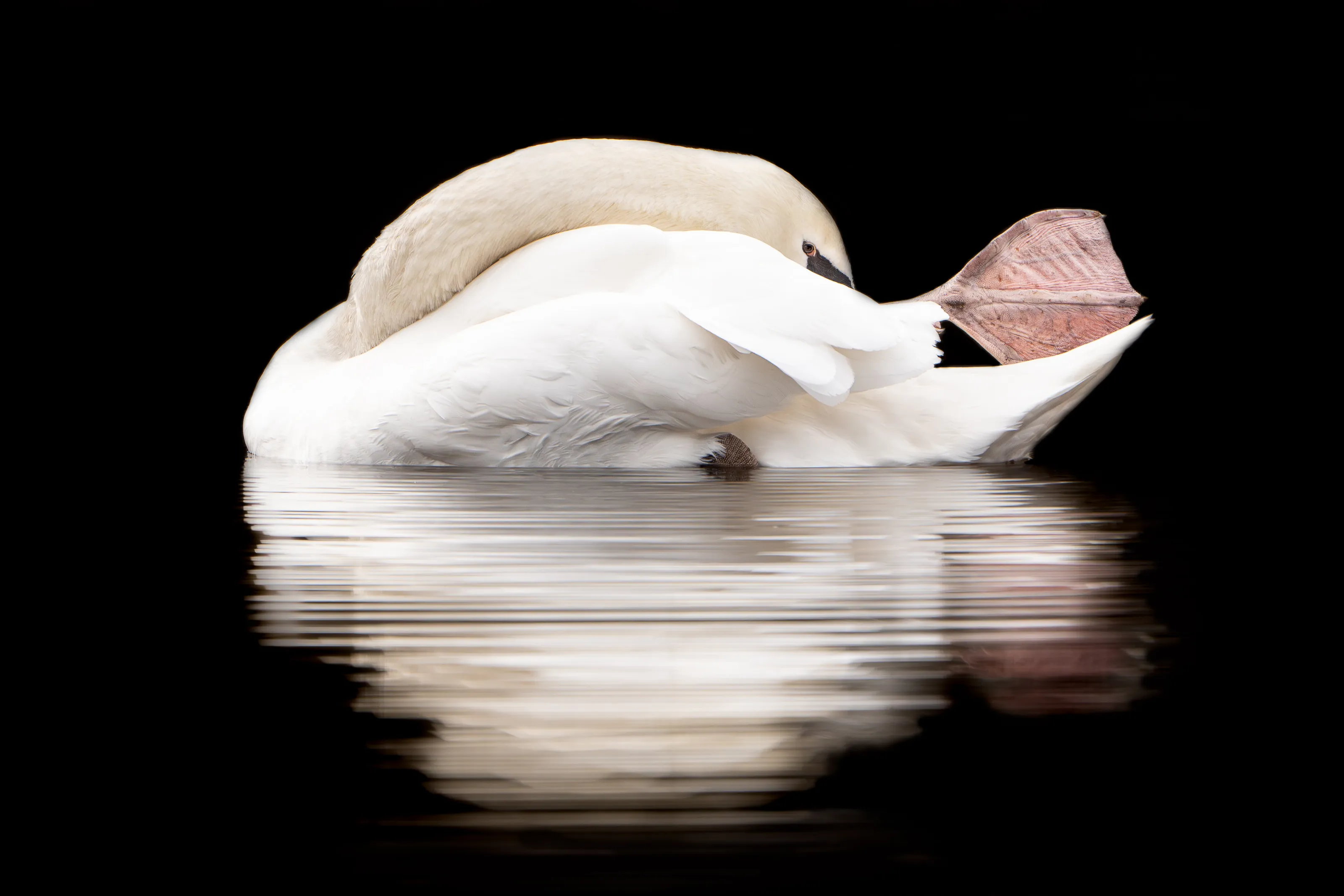 Peek-A-Boo Swan