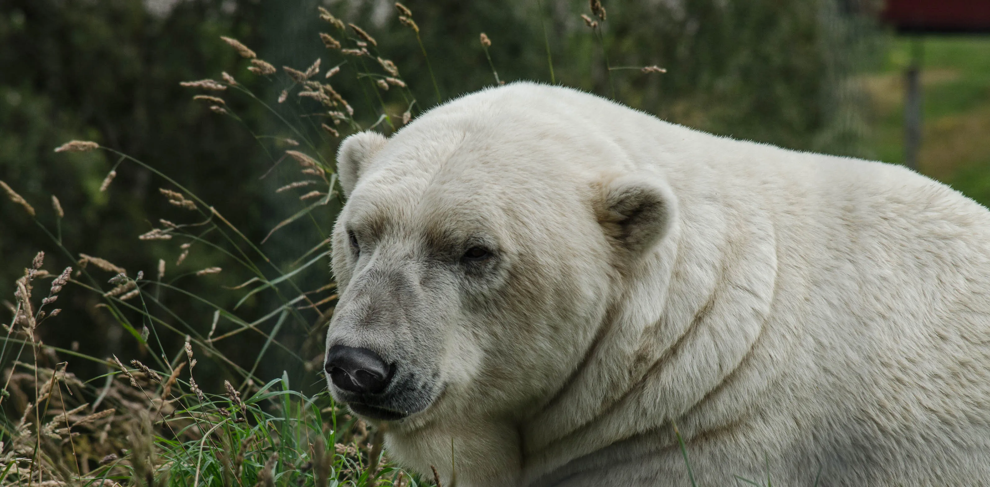 Polar Bear