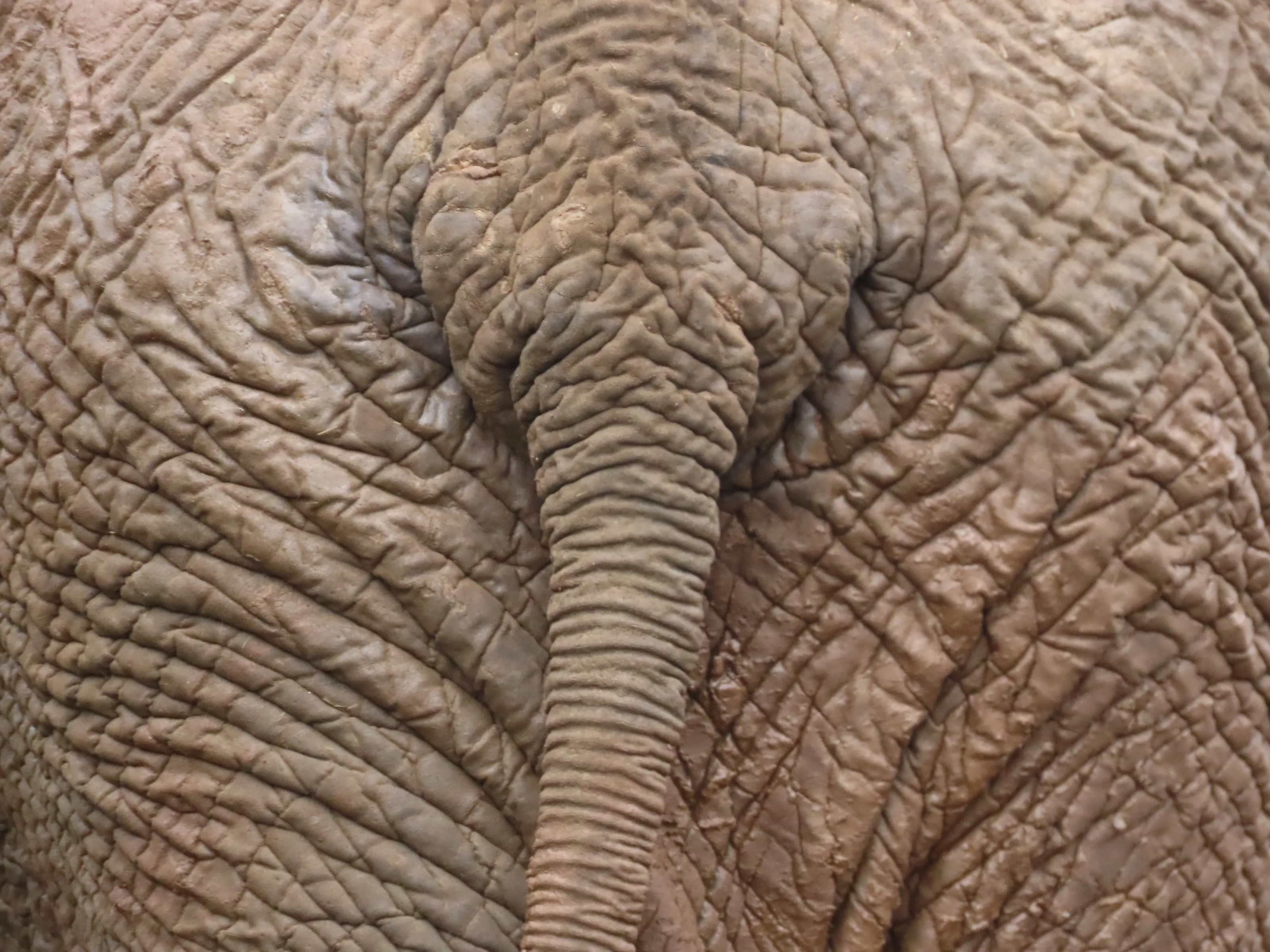 African Elephant Tail