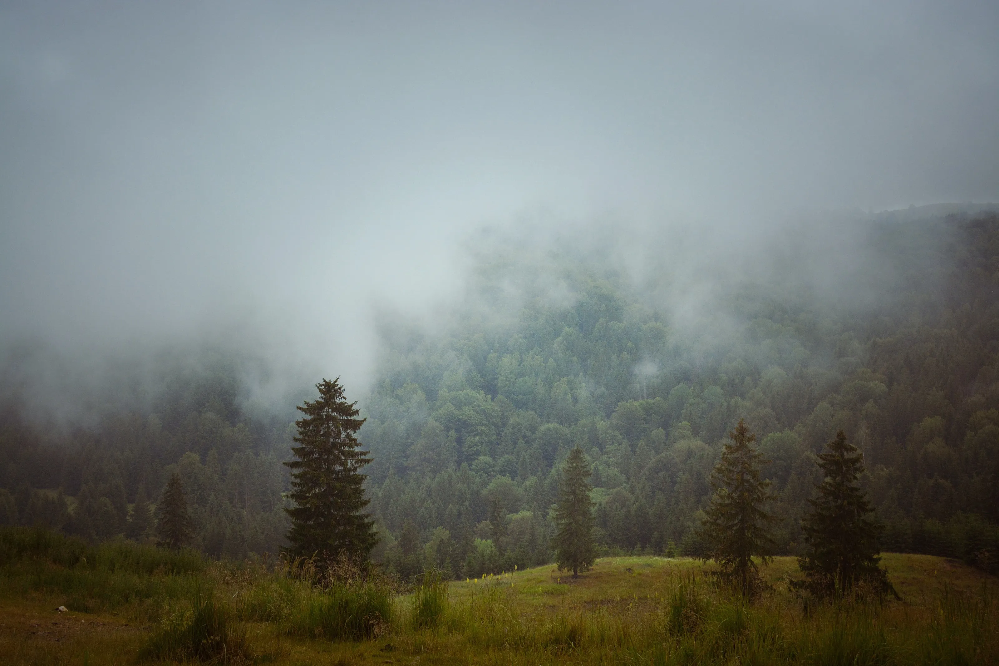 Moodiness isn't just for humans