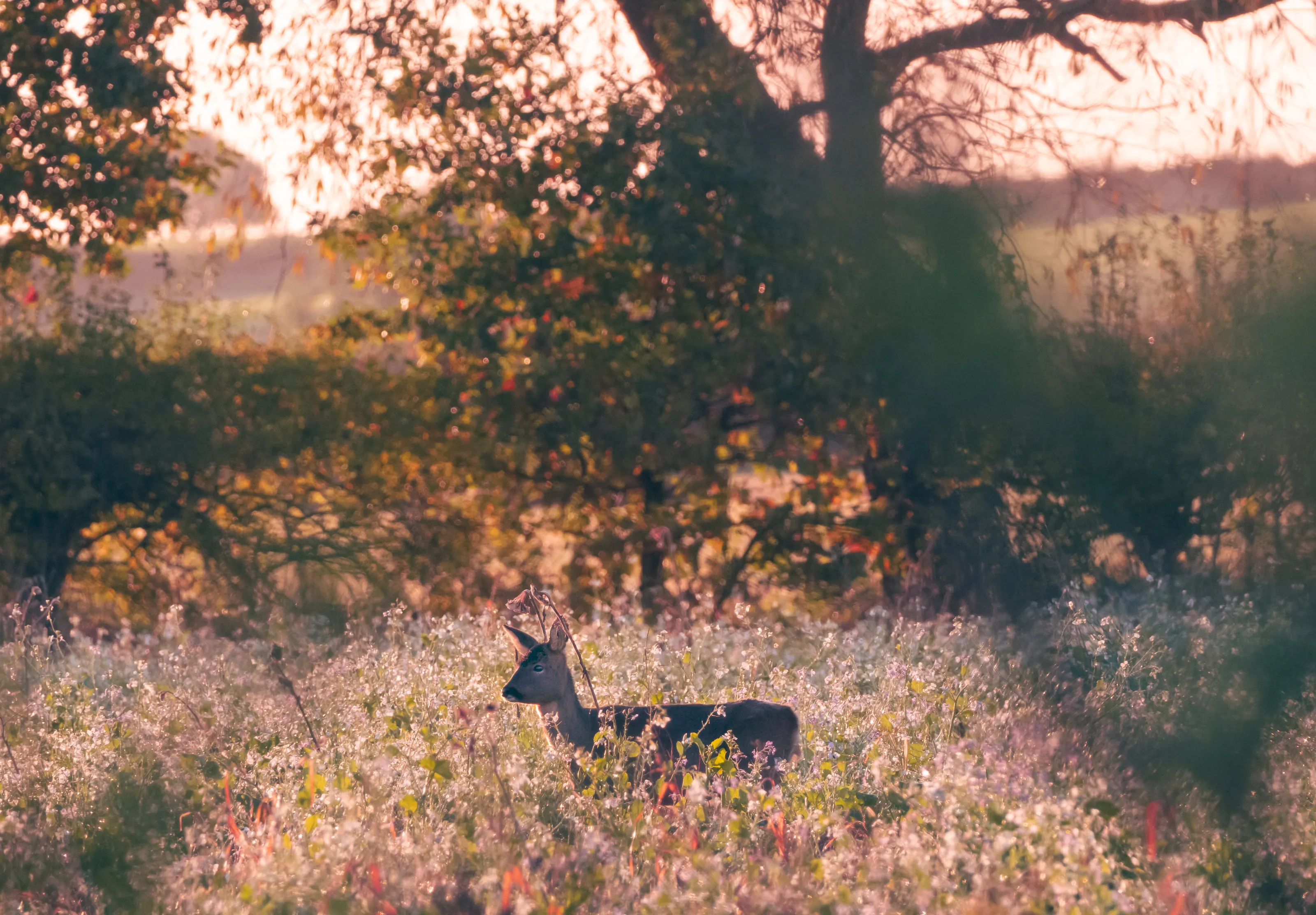 Rose Roe Sunrise
