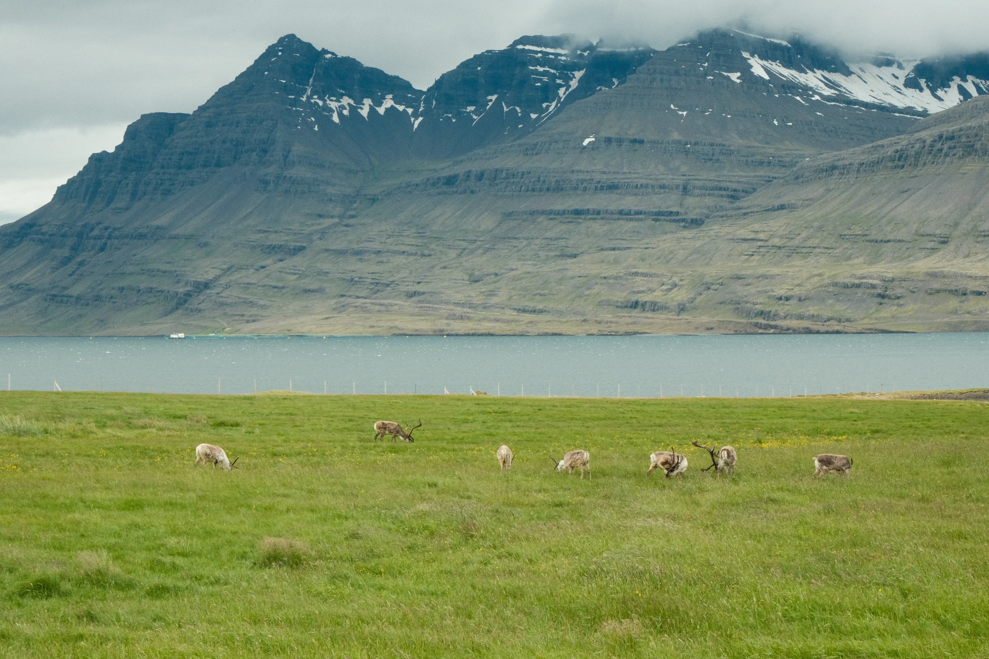 Iceland reindeer