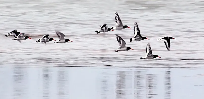 oyster catchers 2