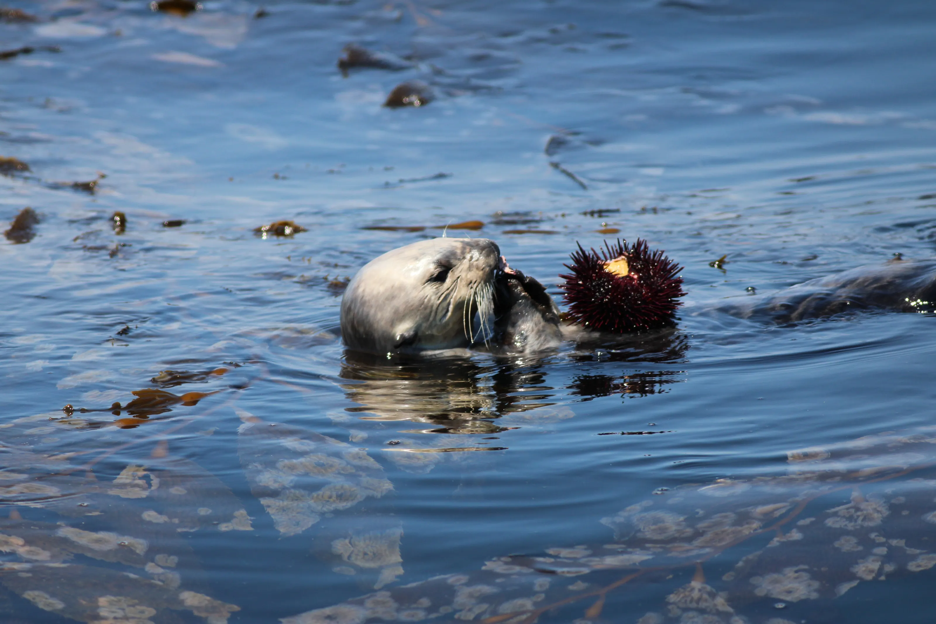 Southern Sea Otter