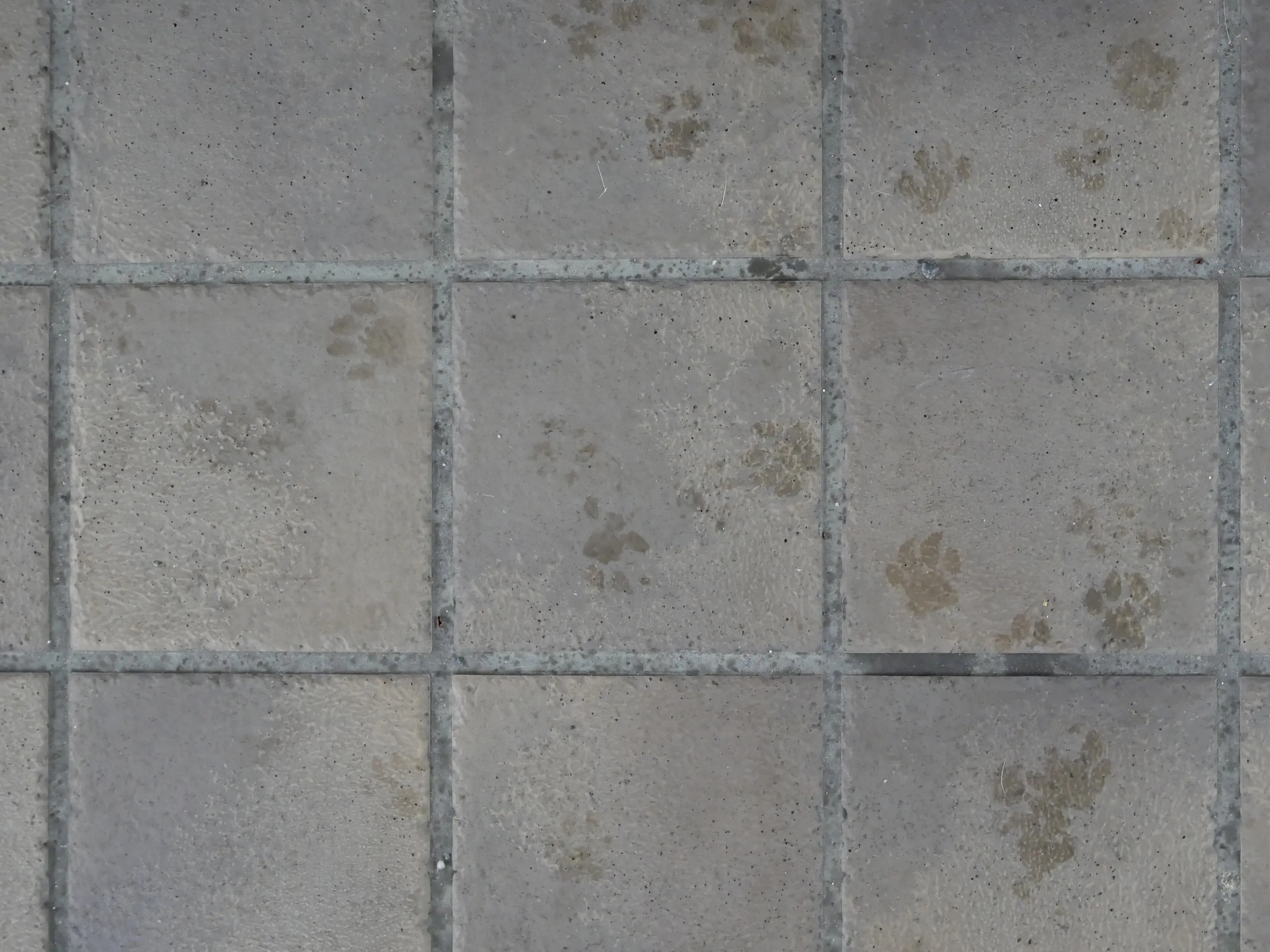 Paw print