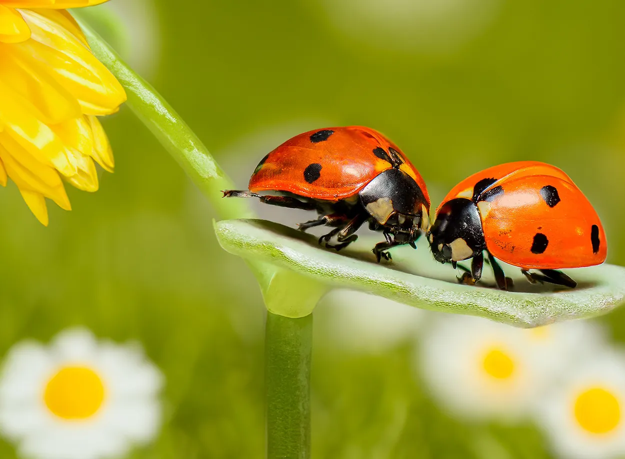 Entry 21037802