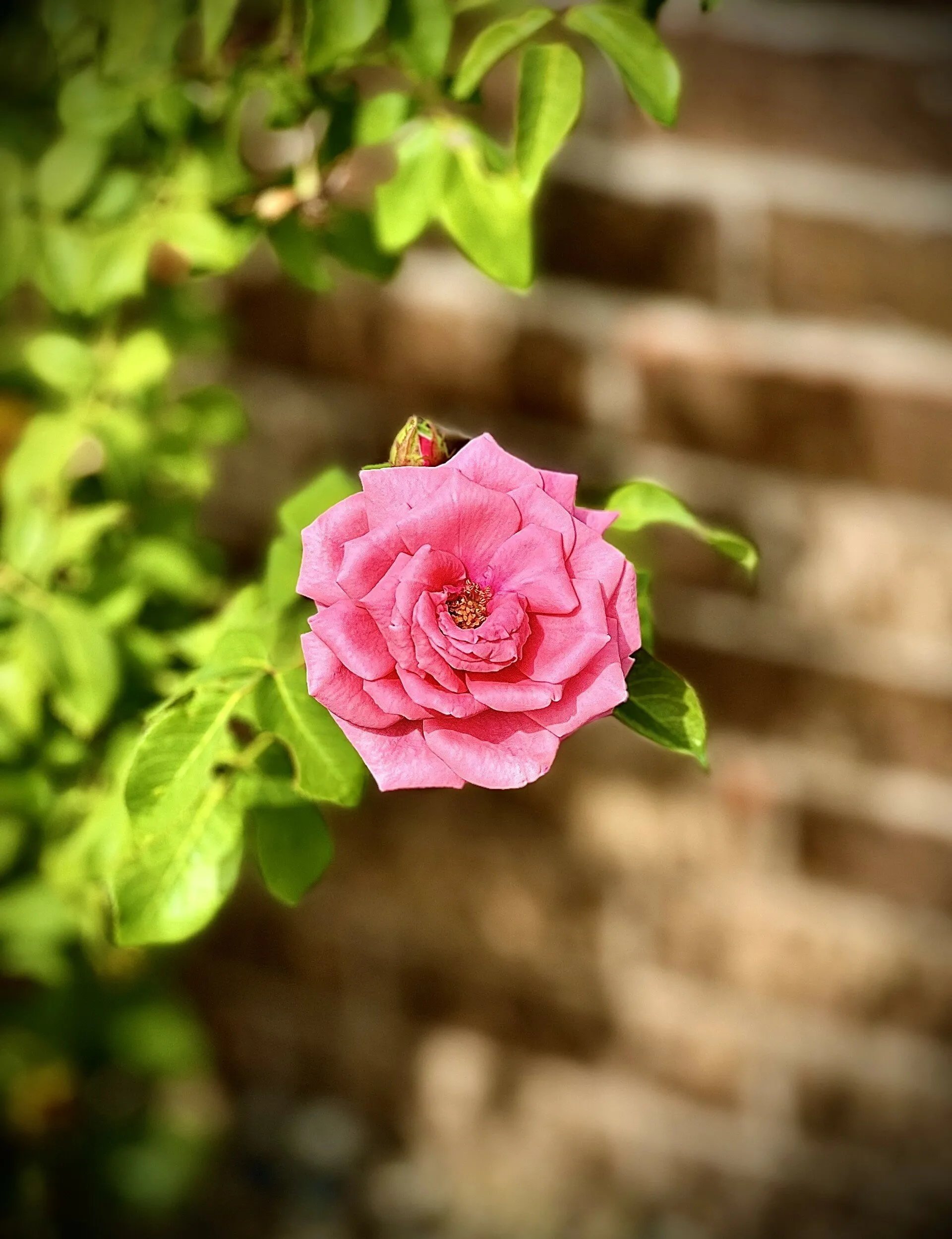 A Rose in a Garden