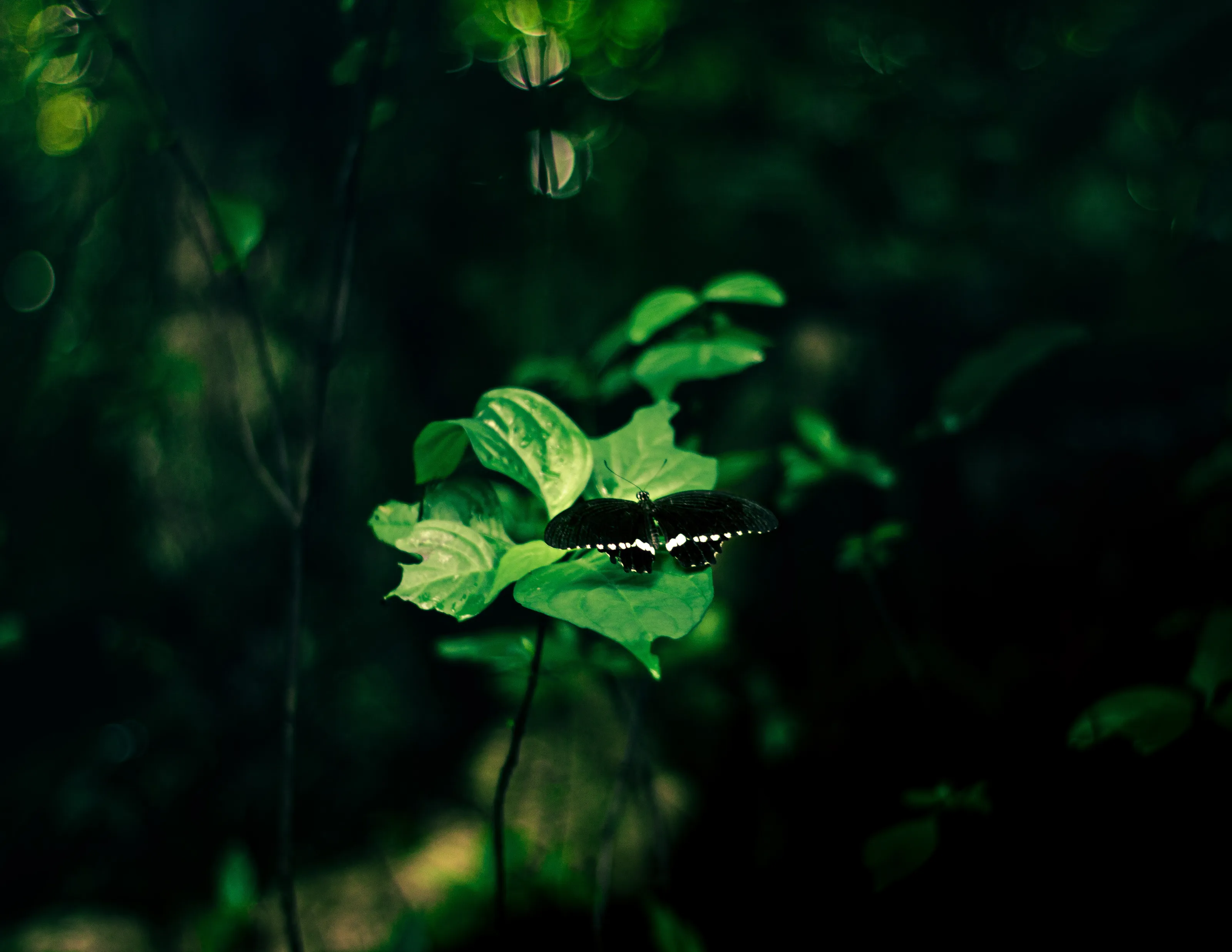 "Whispers of the Forest"