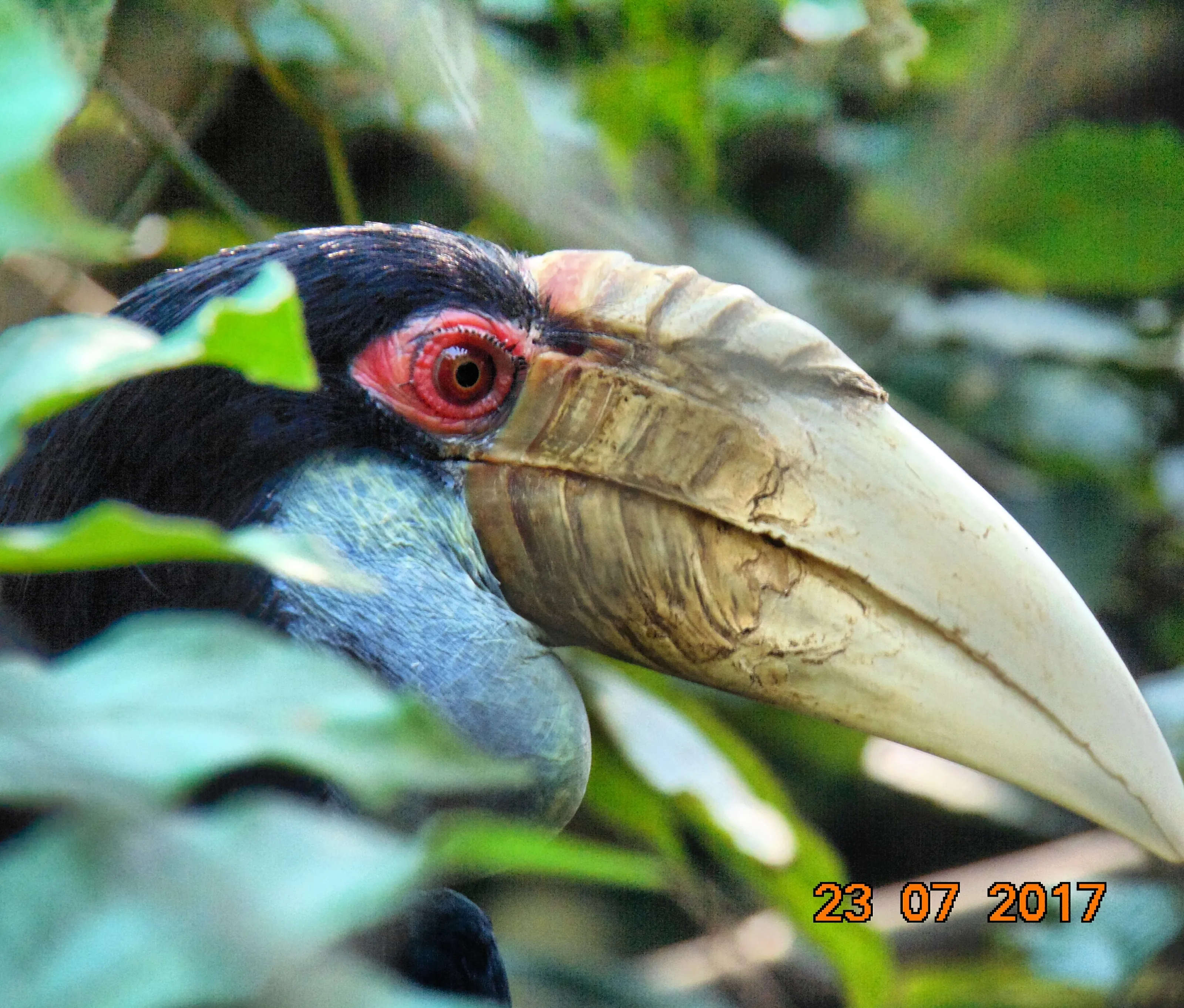 Rufus hornbill