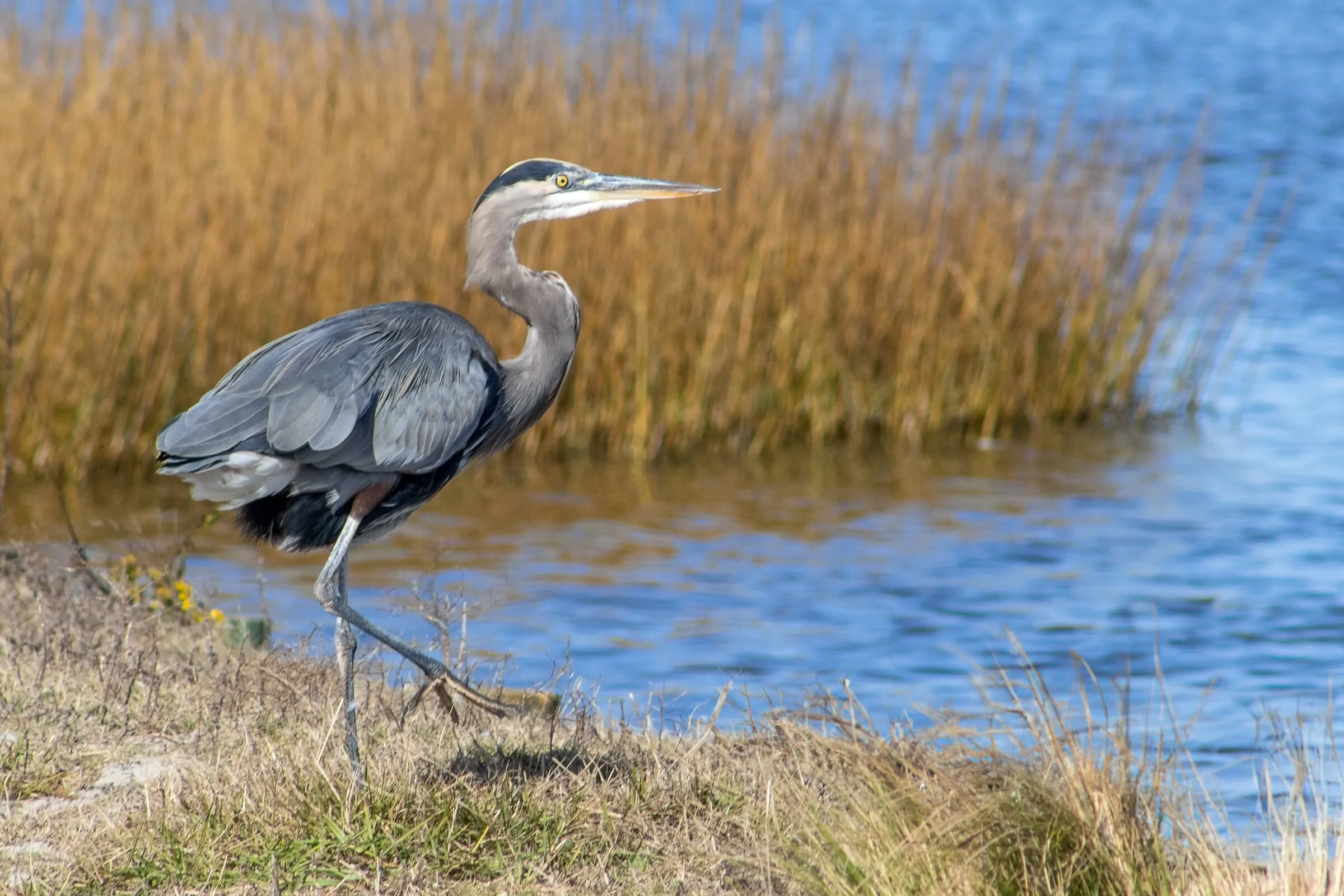Great Blue Heron by North Pond
