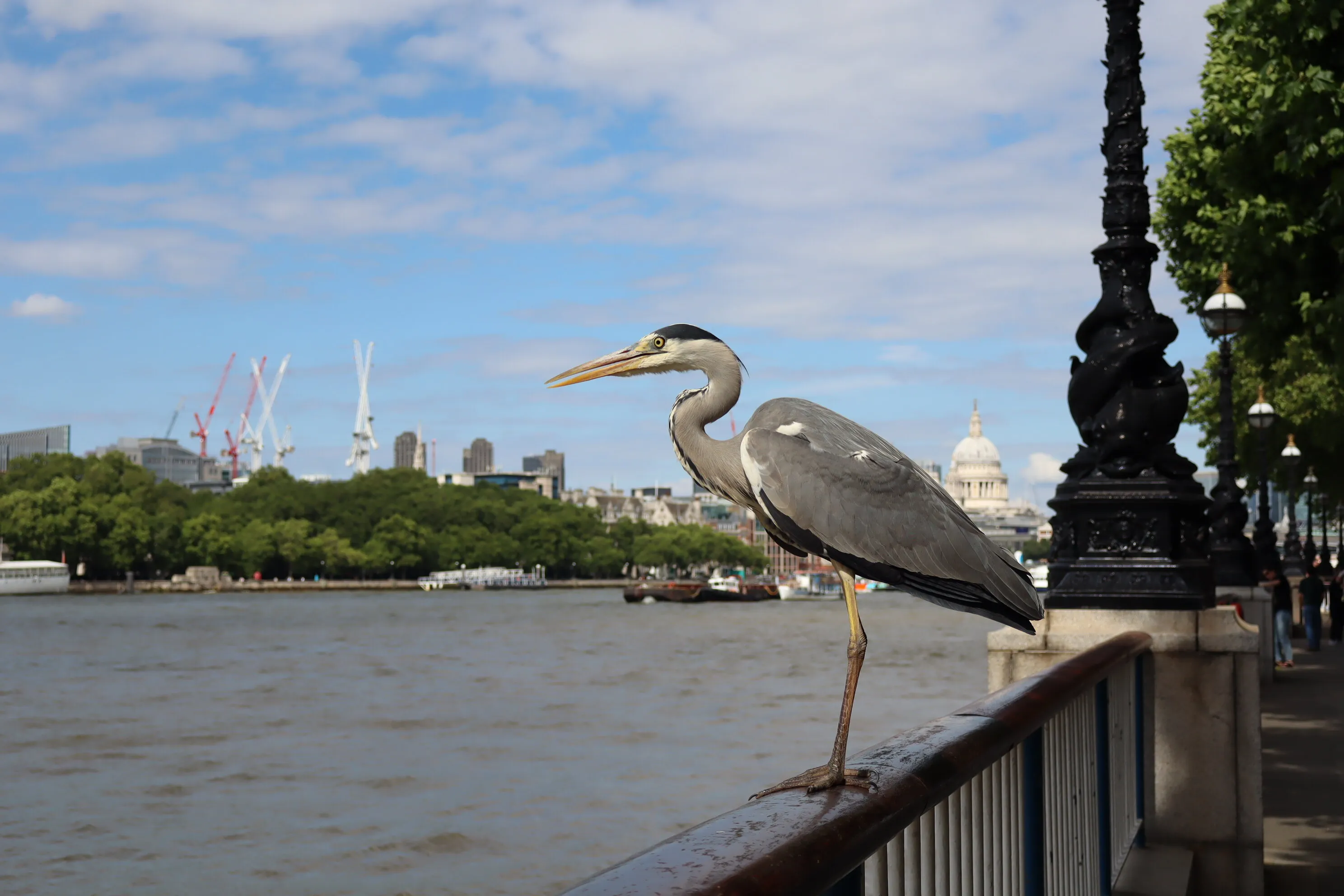 A Heron's view