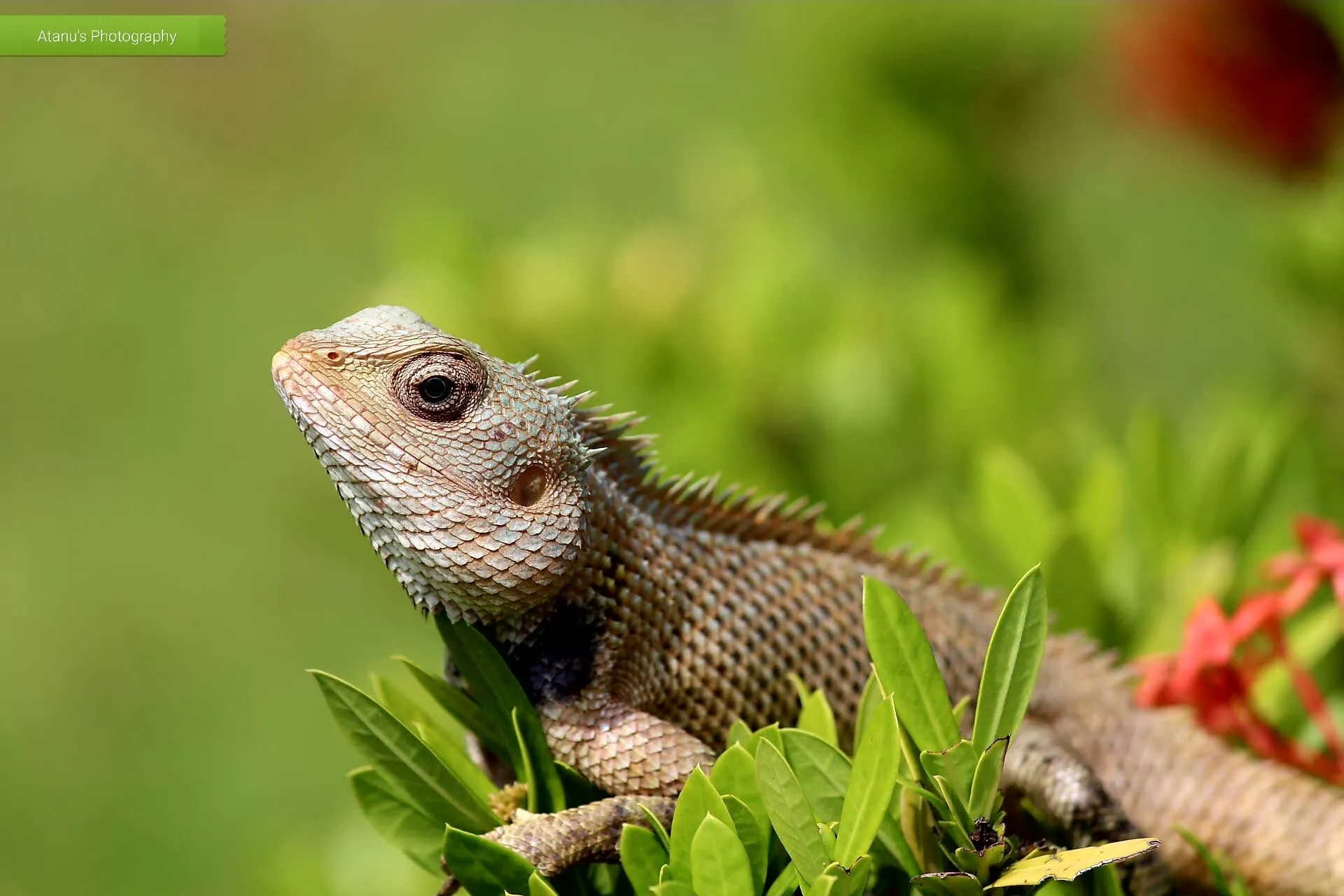 Lizard