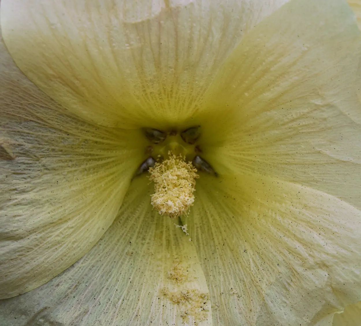 Flower centre