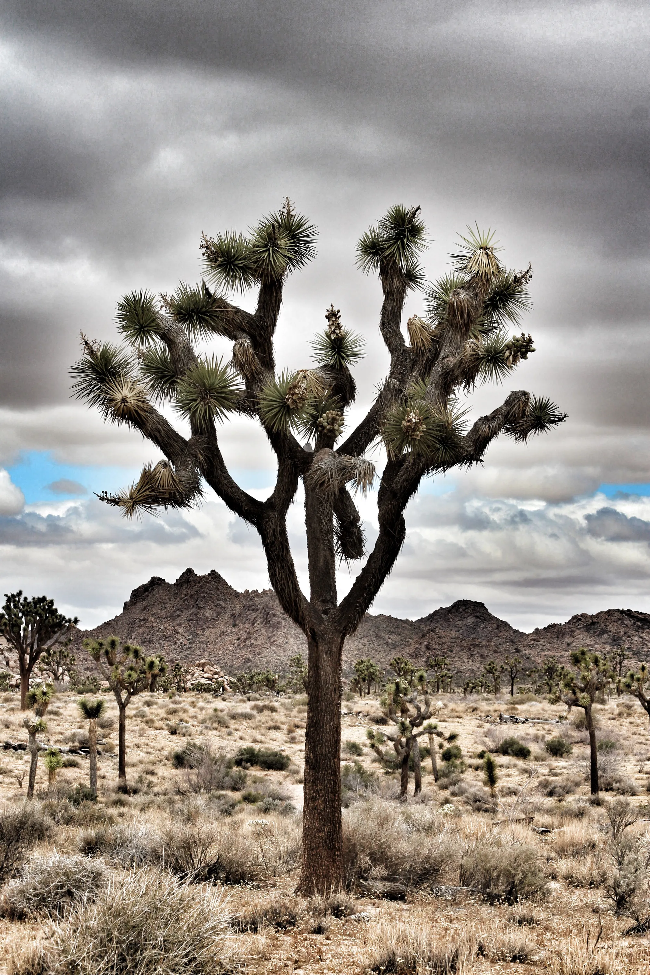 Joshua Tree