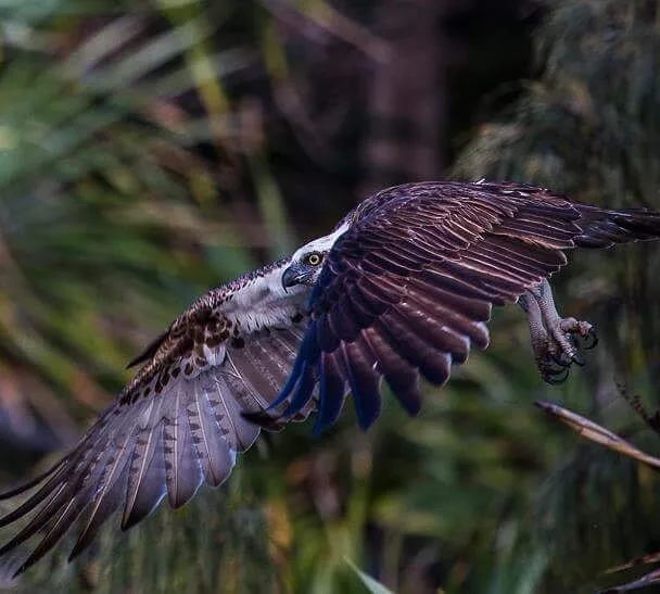 Hawk of the sea