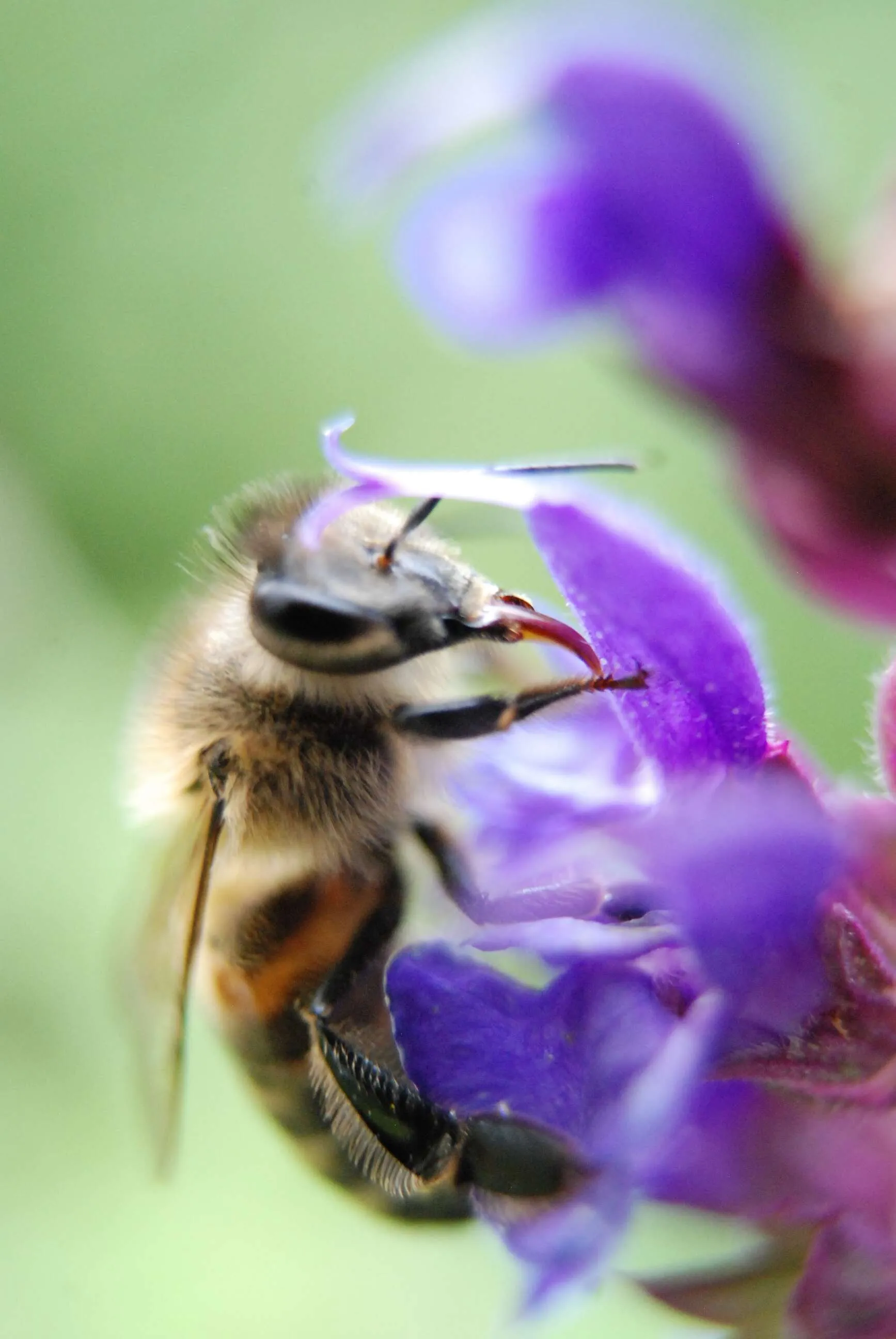 Bee